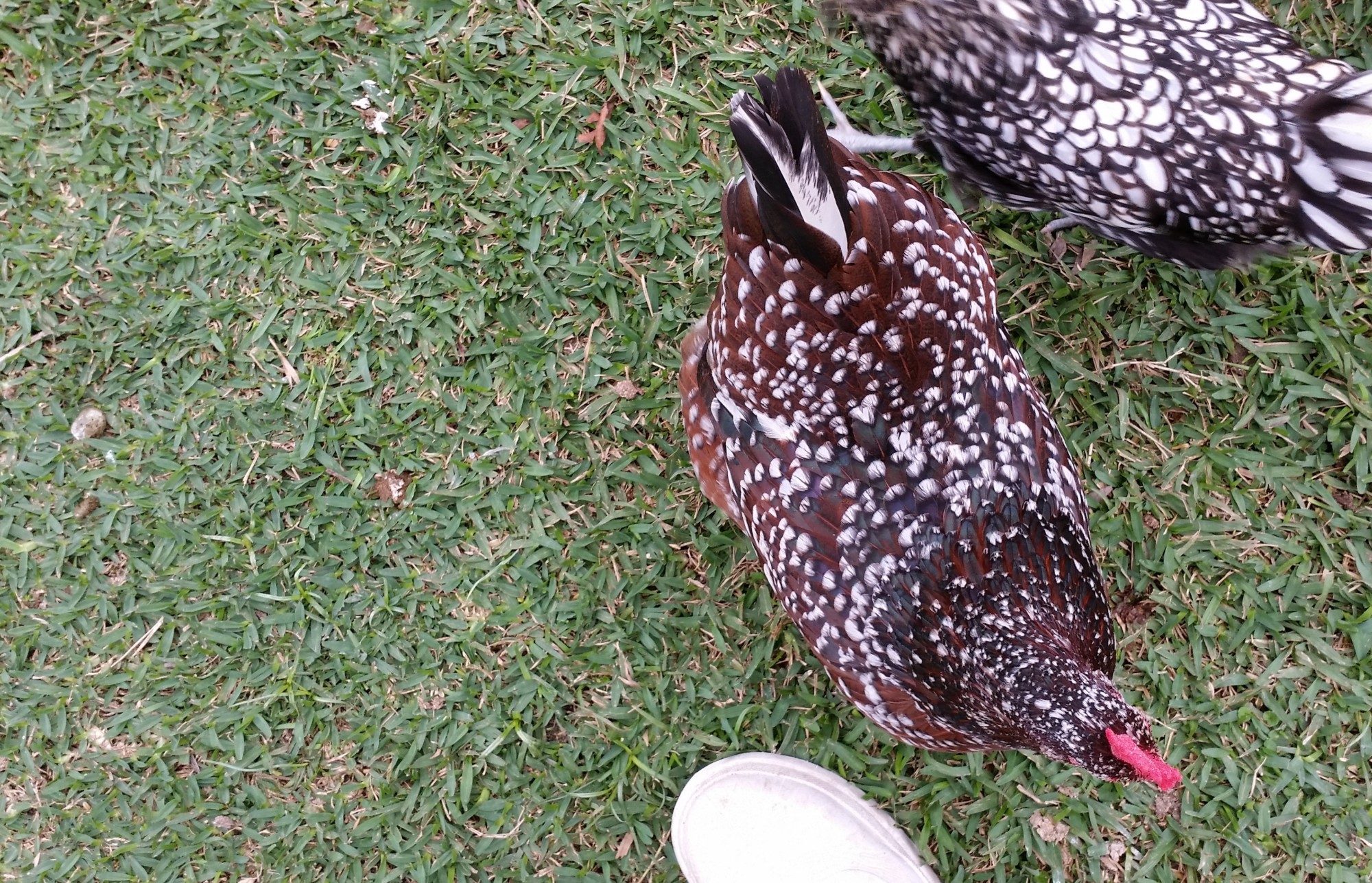 Speckled Sussex "Dotty" 37 weeks