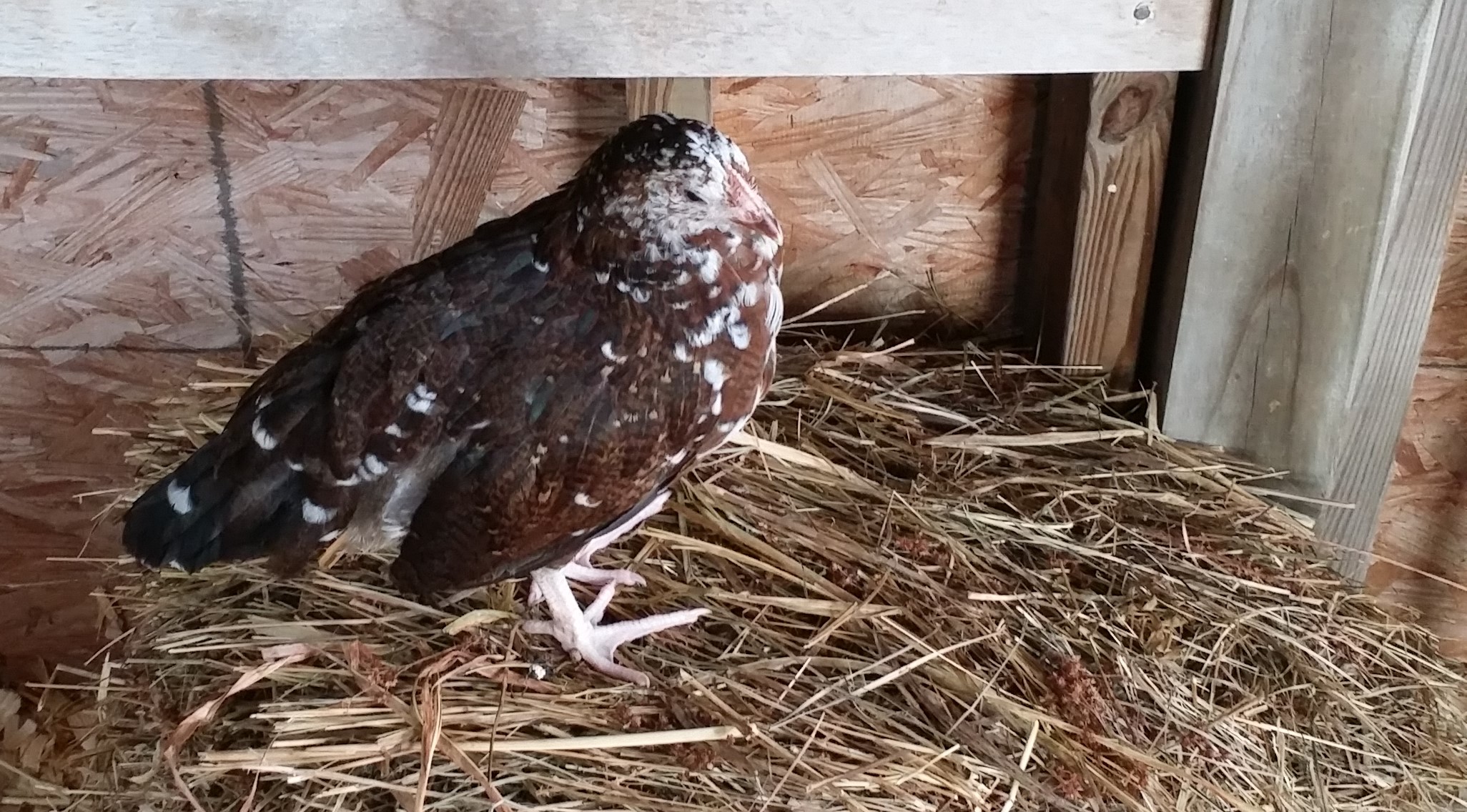 Speckled Sussex "Dotty" 9 weeks