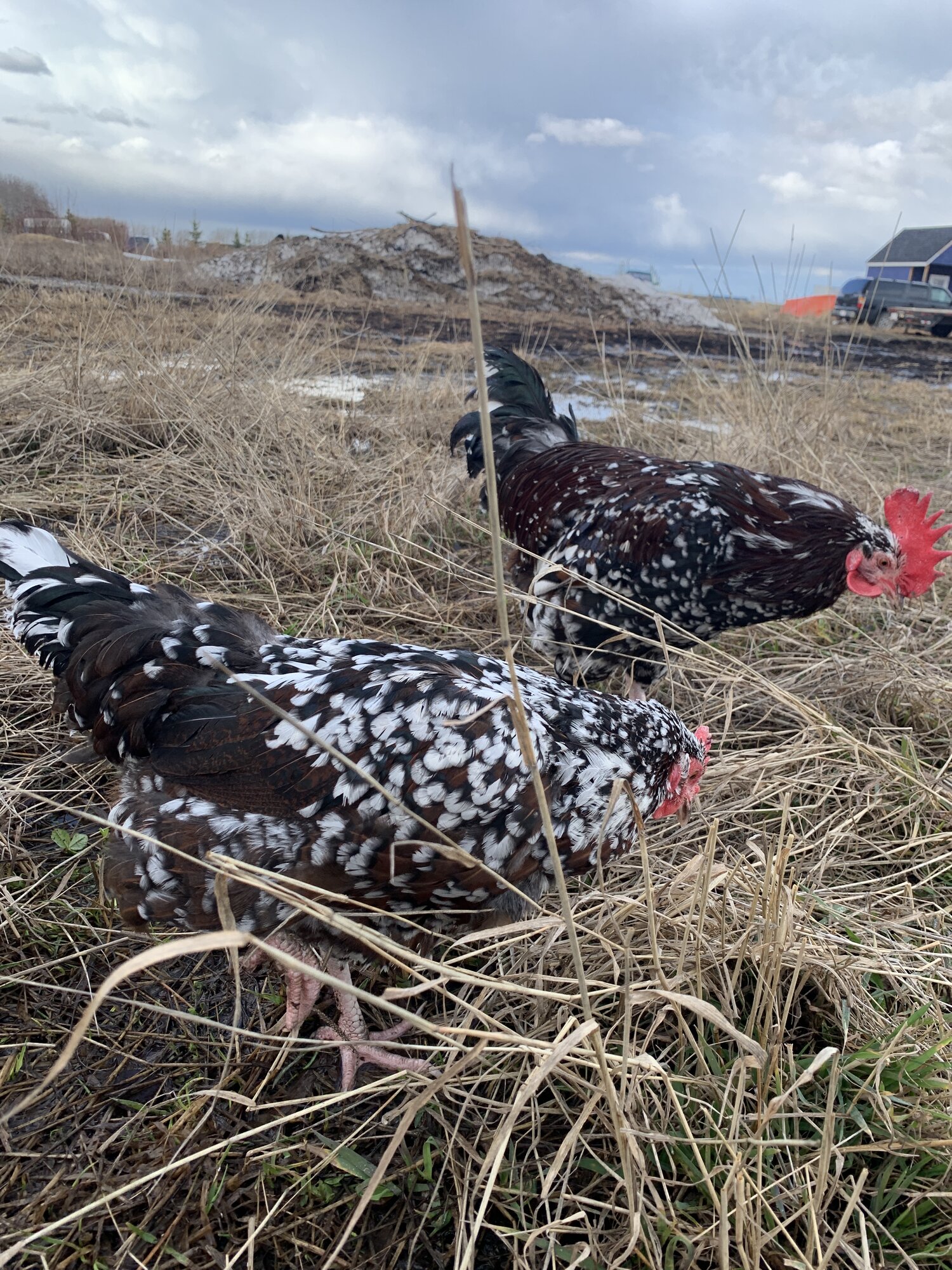 Speckled Sussex Hen & Rooster