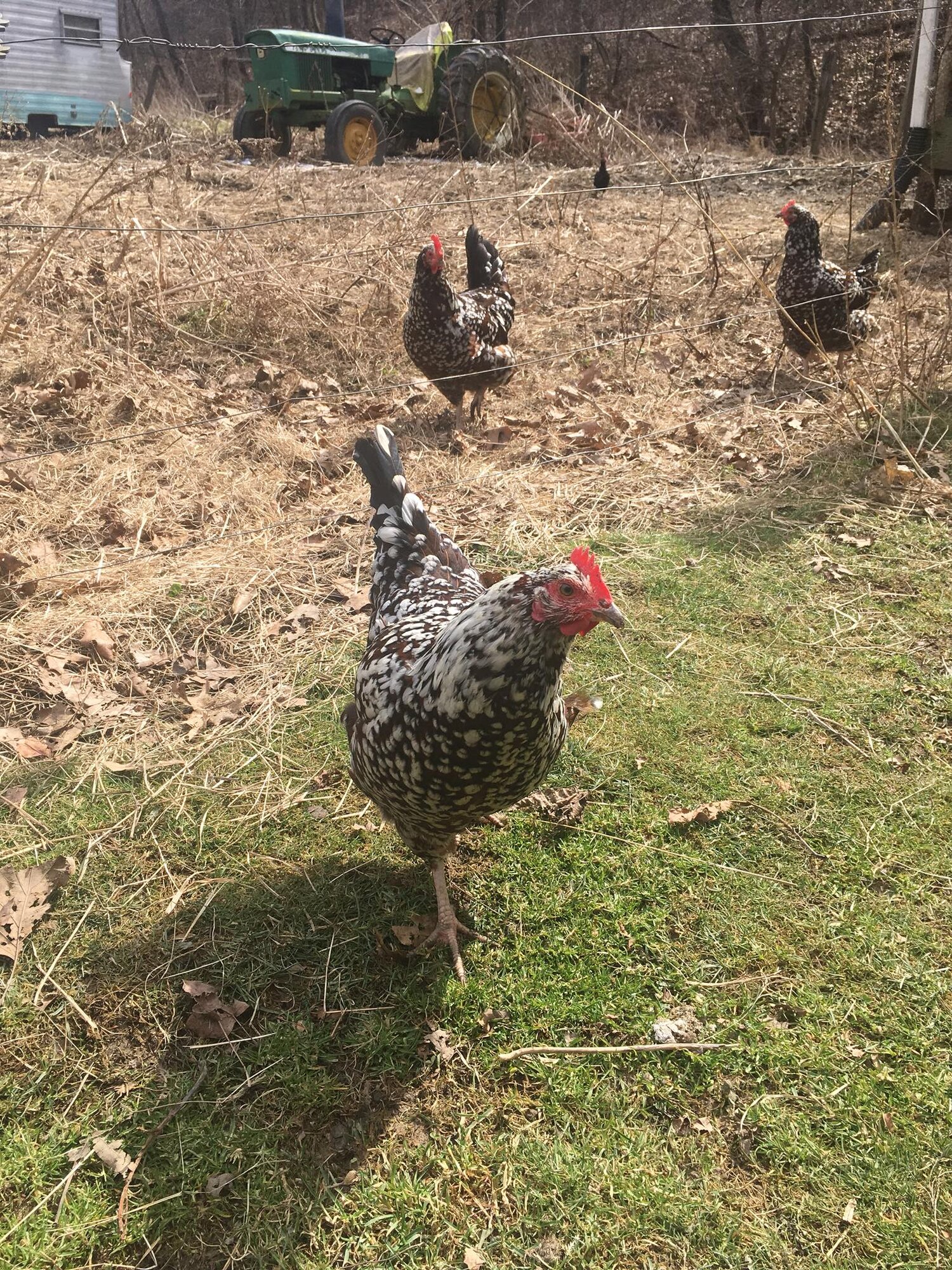 Speckled sussex hen
