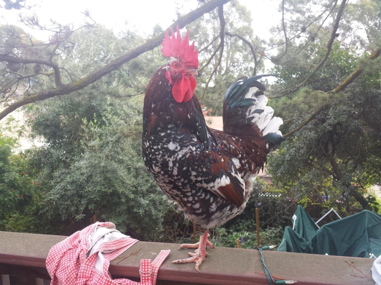 Speckled Sussex rooster (RIP)