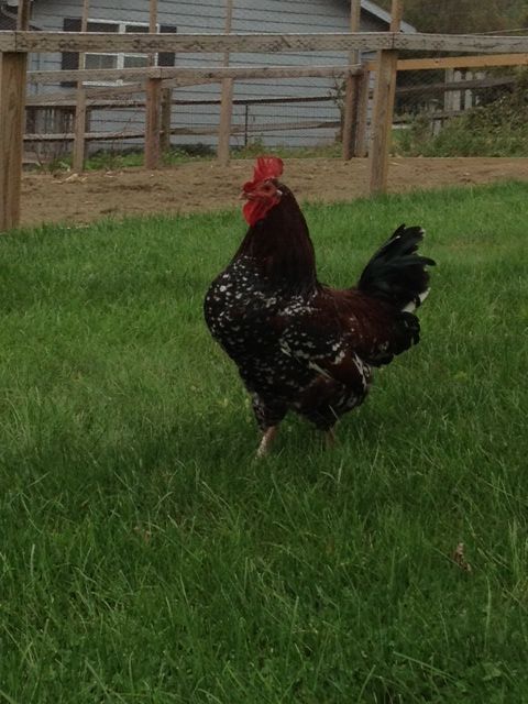 Speckled Sussex Rooster