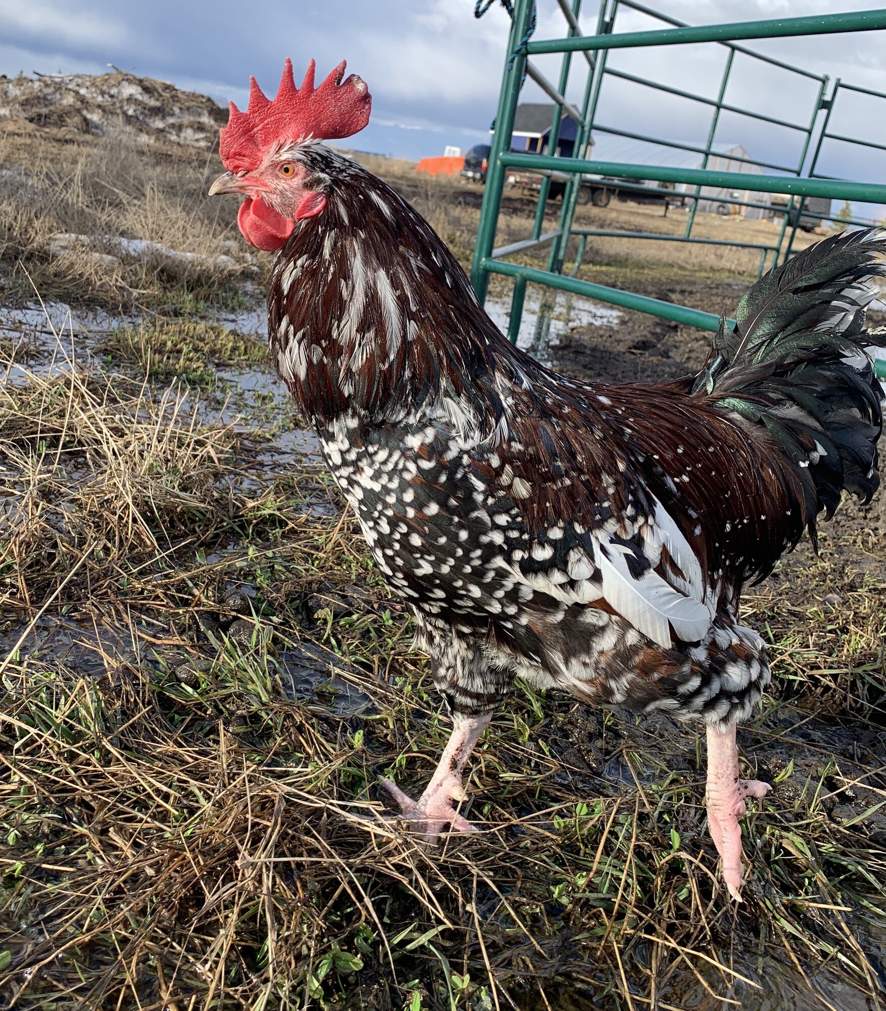 Speckled Sussex Rooster