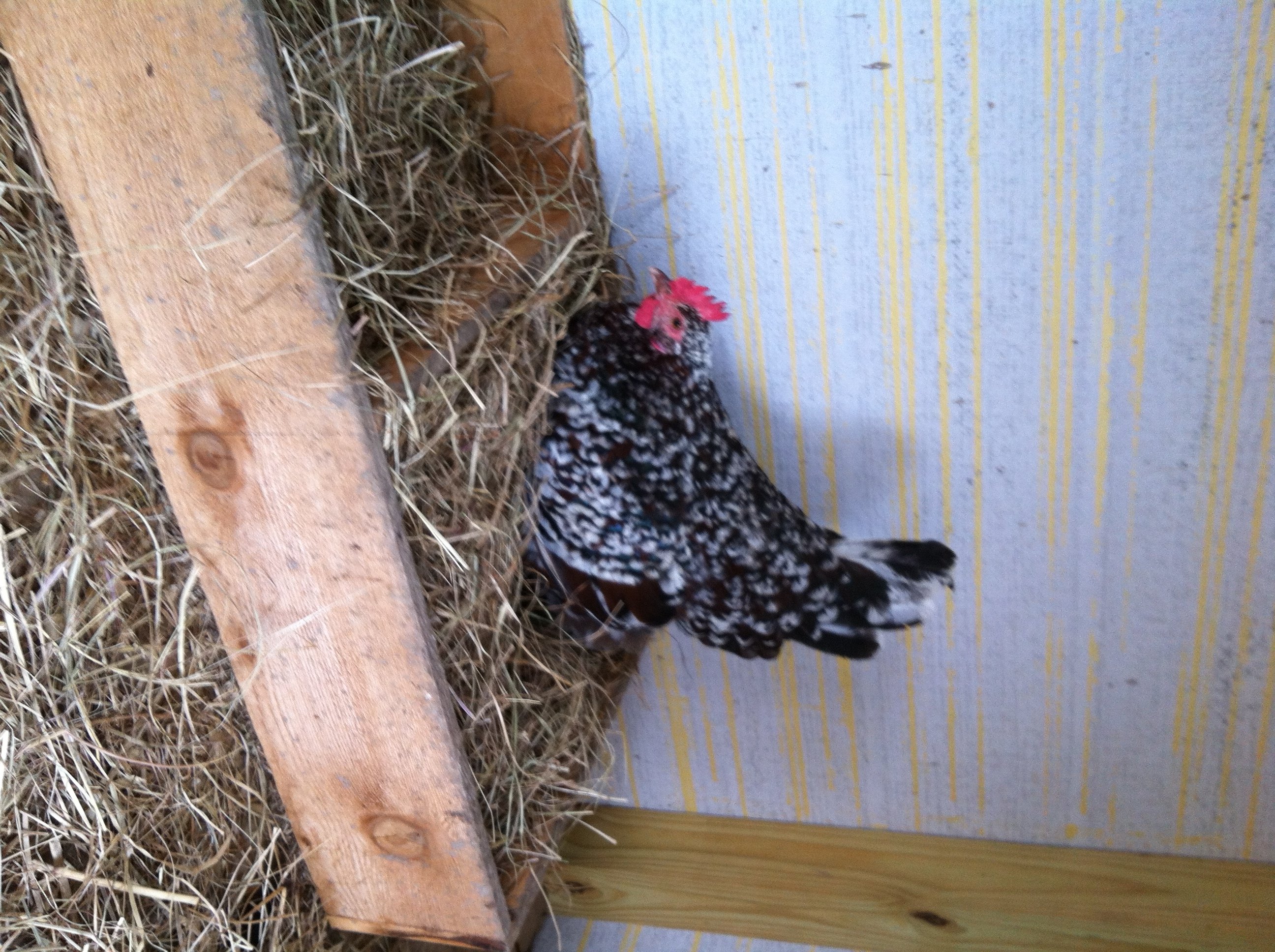 speckled sussex