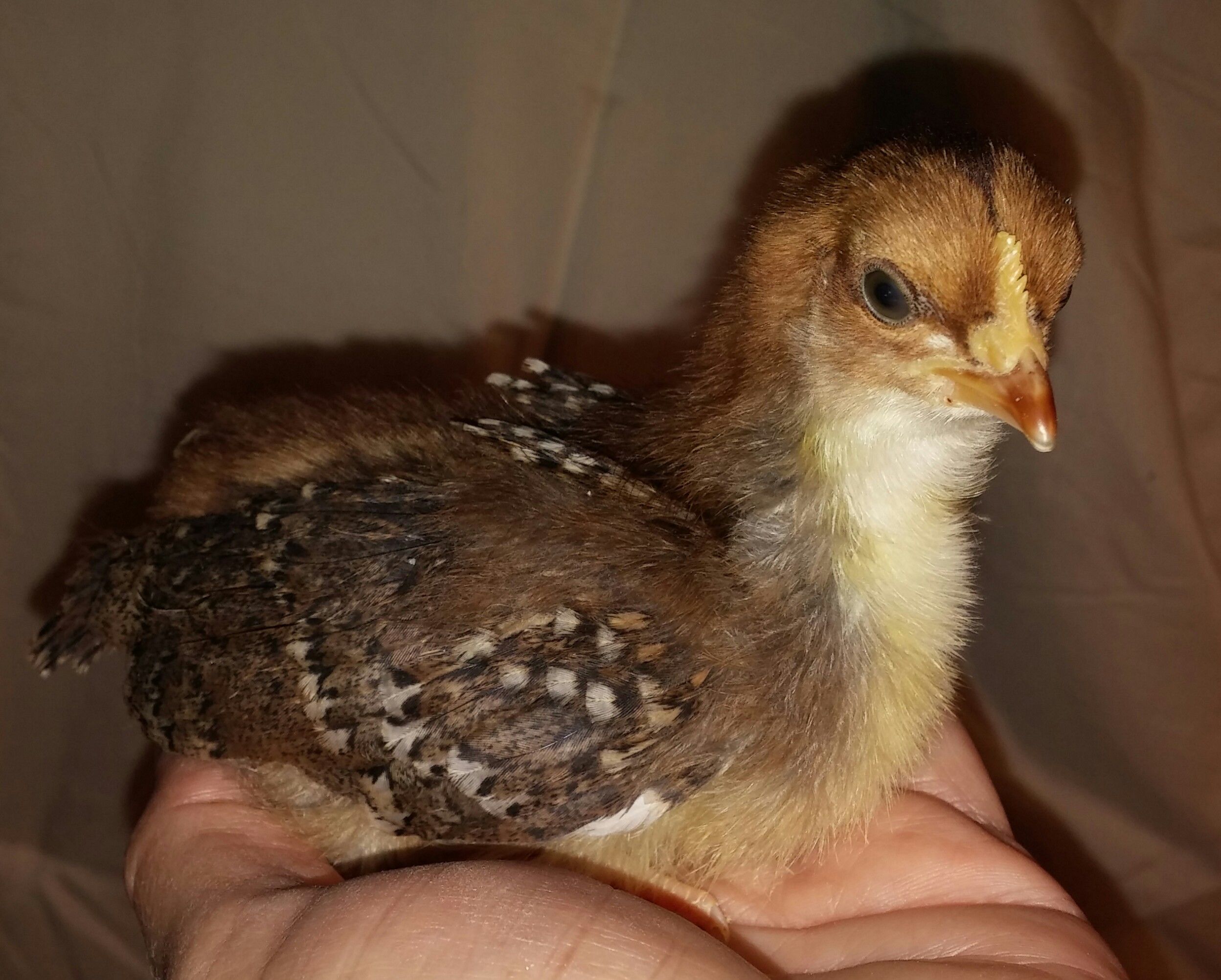 Speckled Sussex