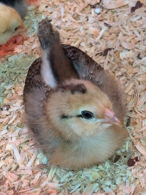speckledsussex10daysold.jpg