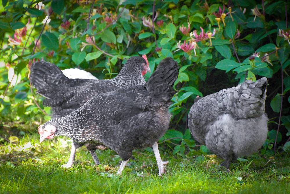 Speckledy & Bluebell
