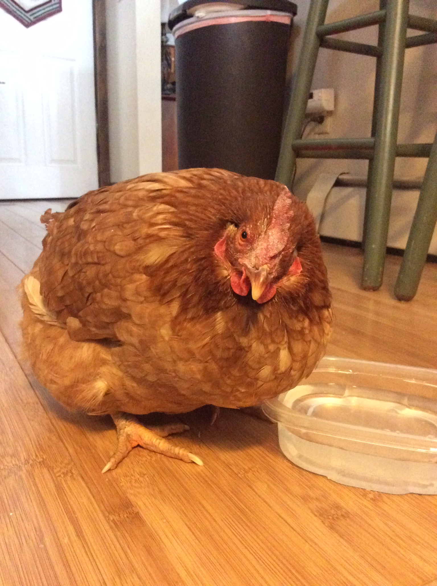 Speckles after molting-