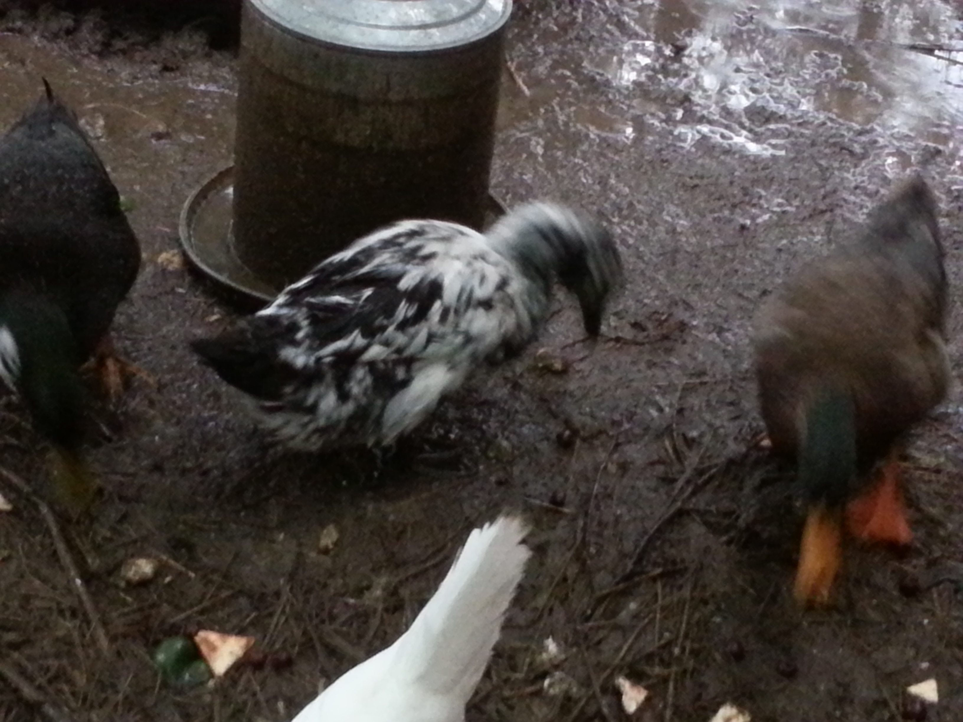 Speckles- anyone know what she is? (the black and white duck)