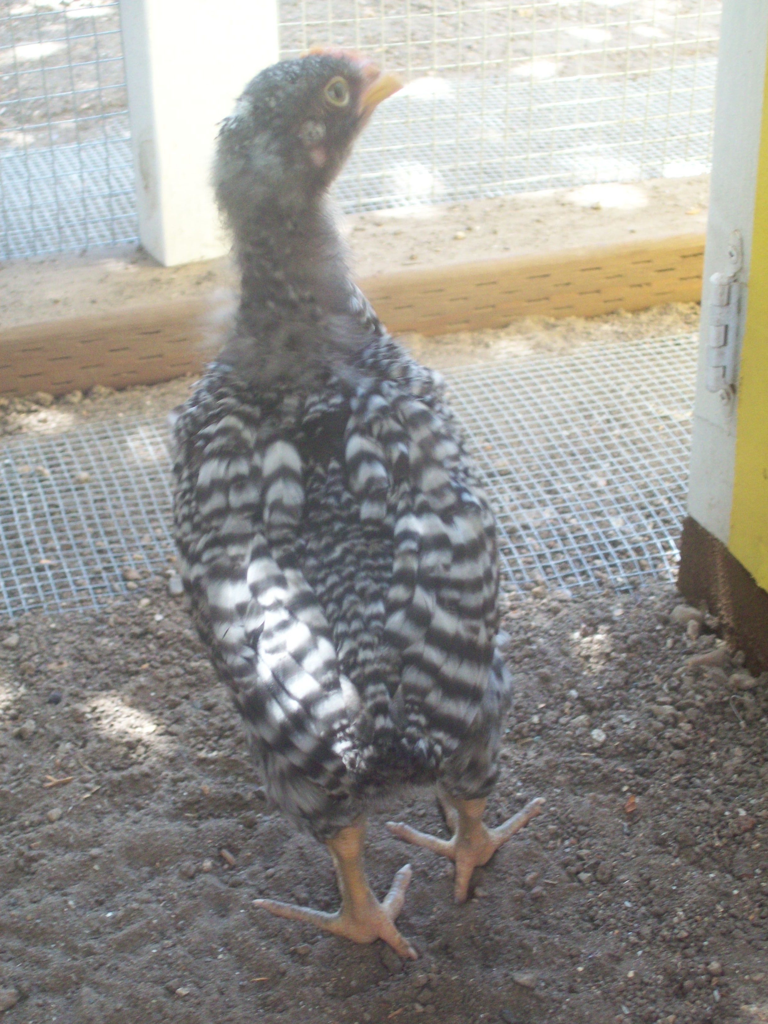 Speckles, Barred Rock Cockerel