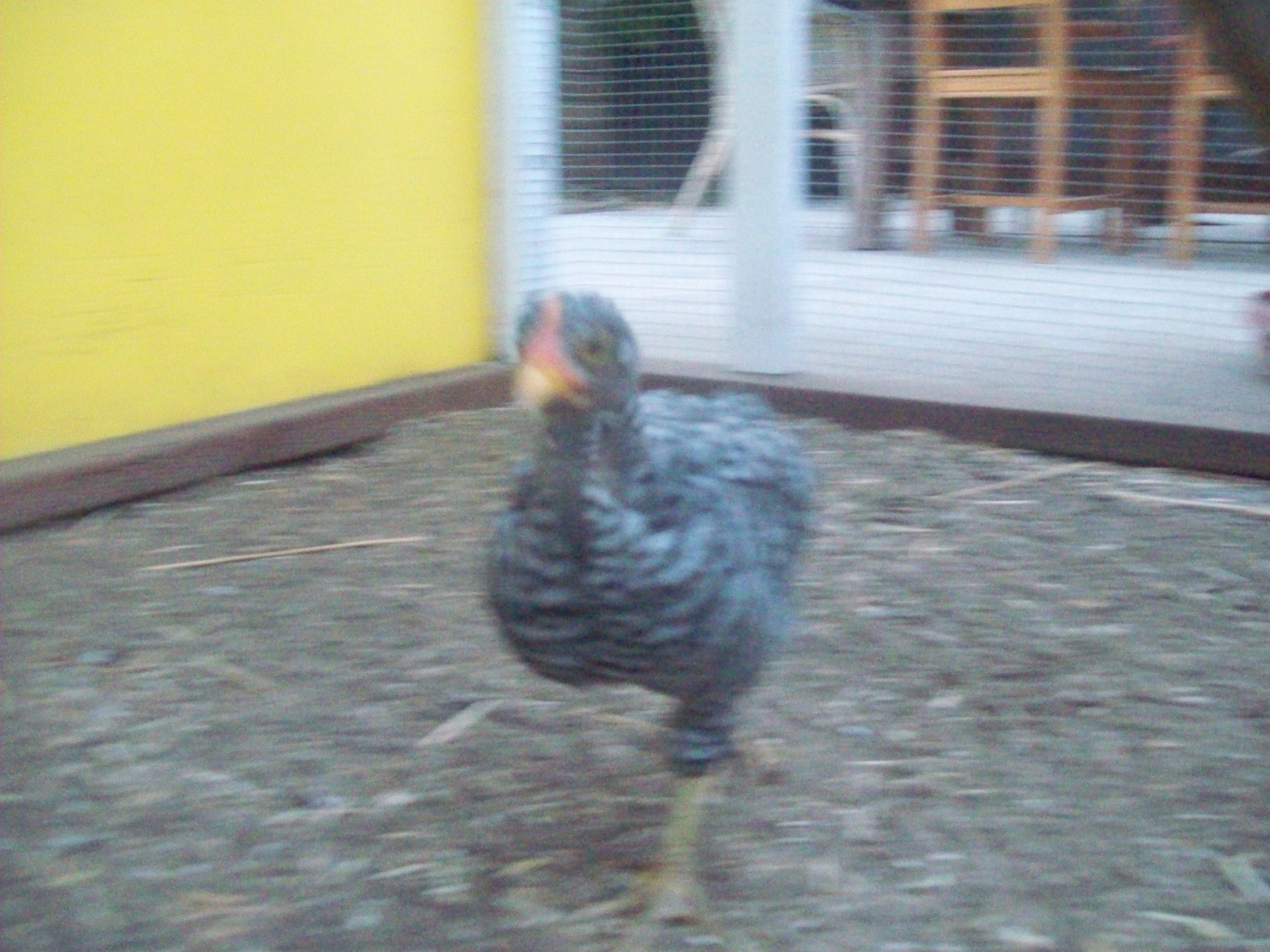 Speckles, Barred Rock Cockerel