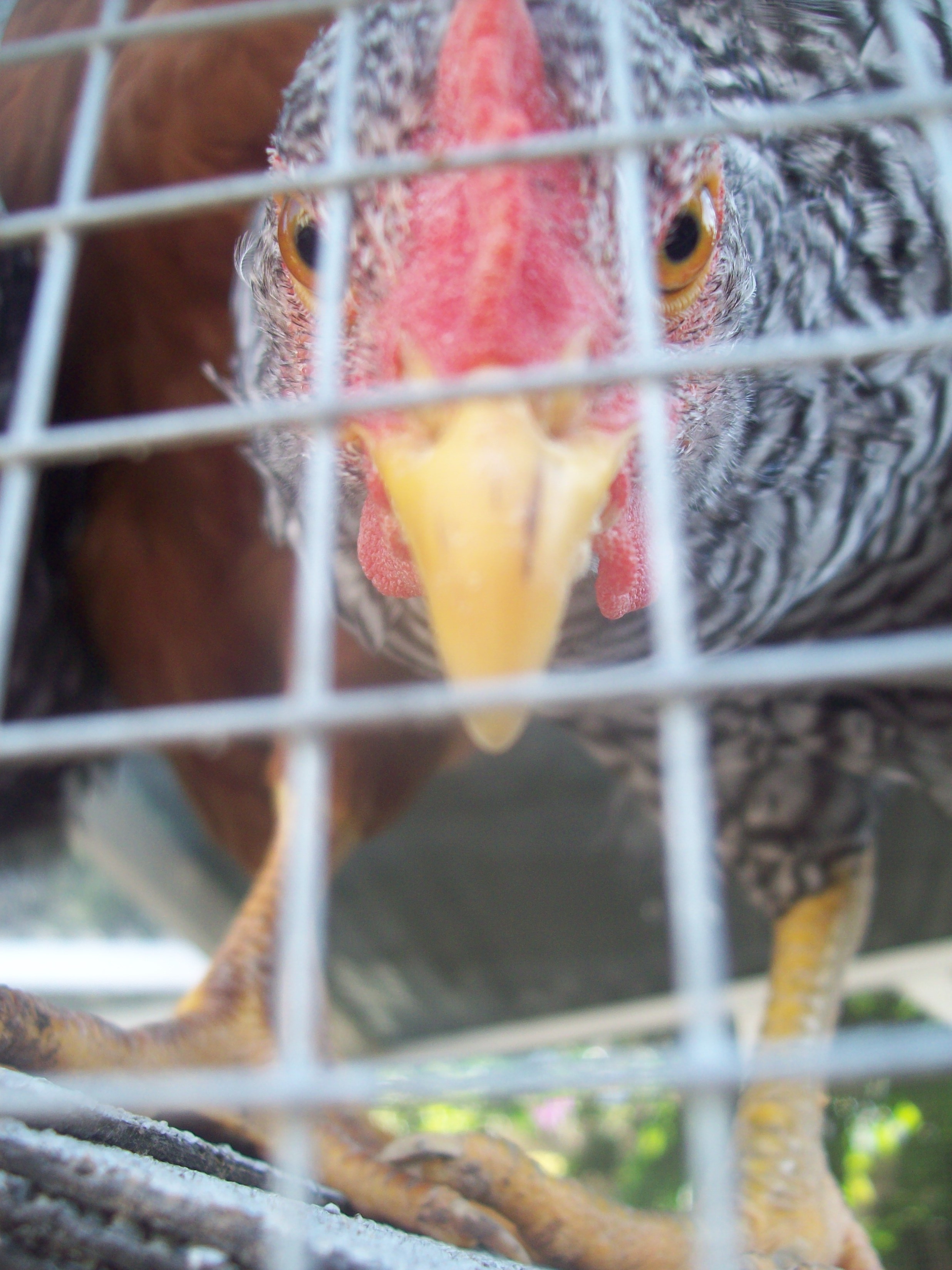 Speckles, Barred Rock cockerel