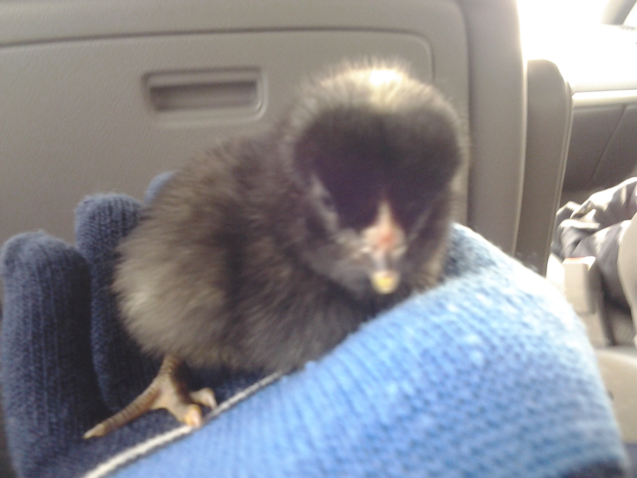 Speckles coming home from the hatchery with her sister, Prissy!