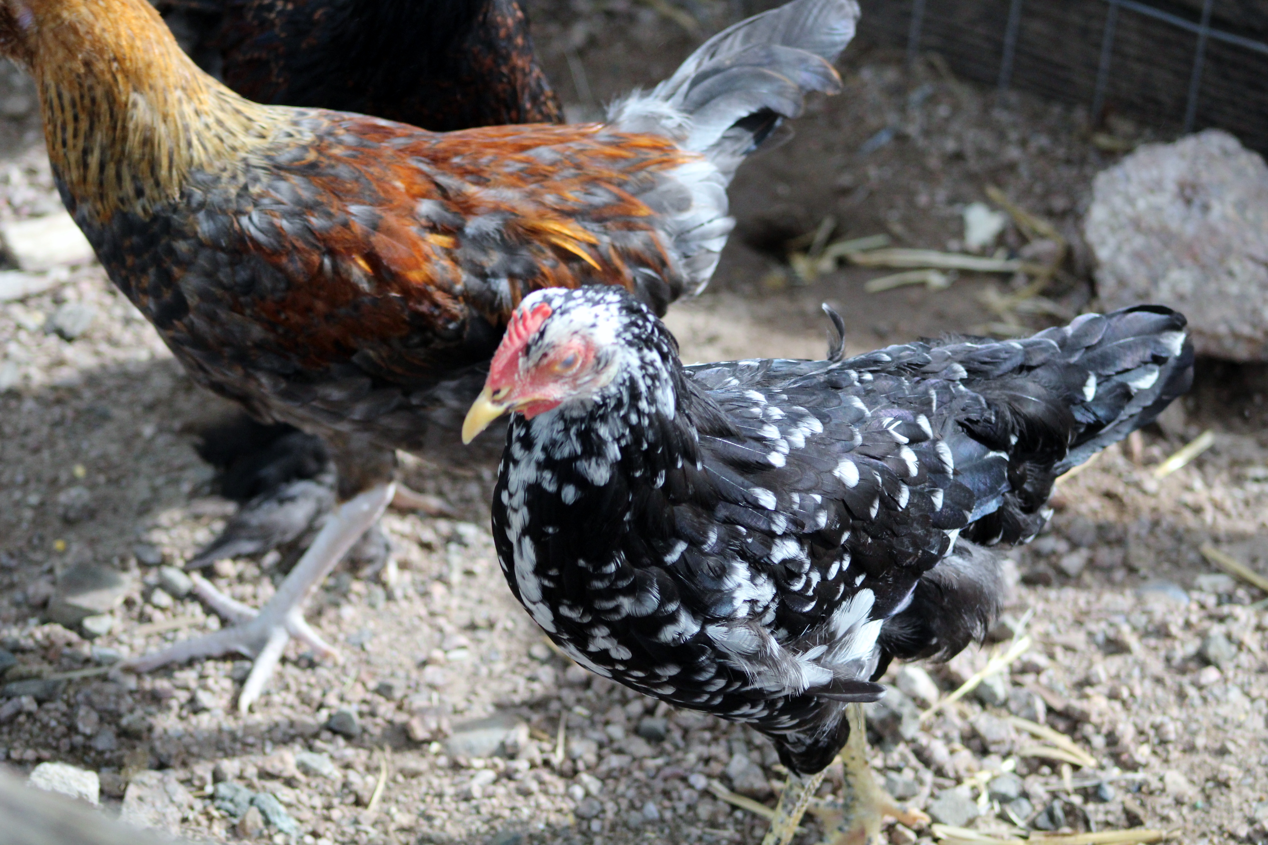 Speckles (front) Rusty (back)