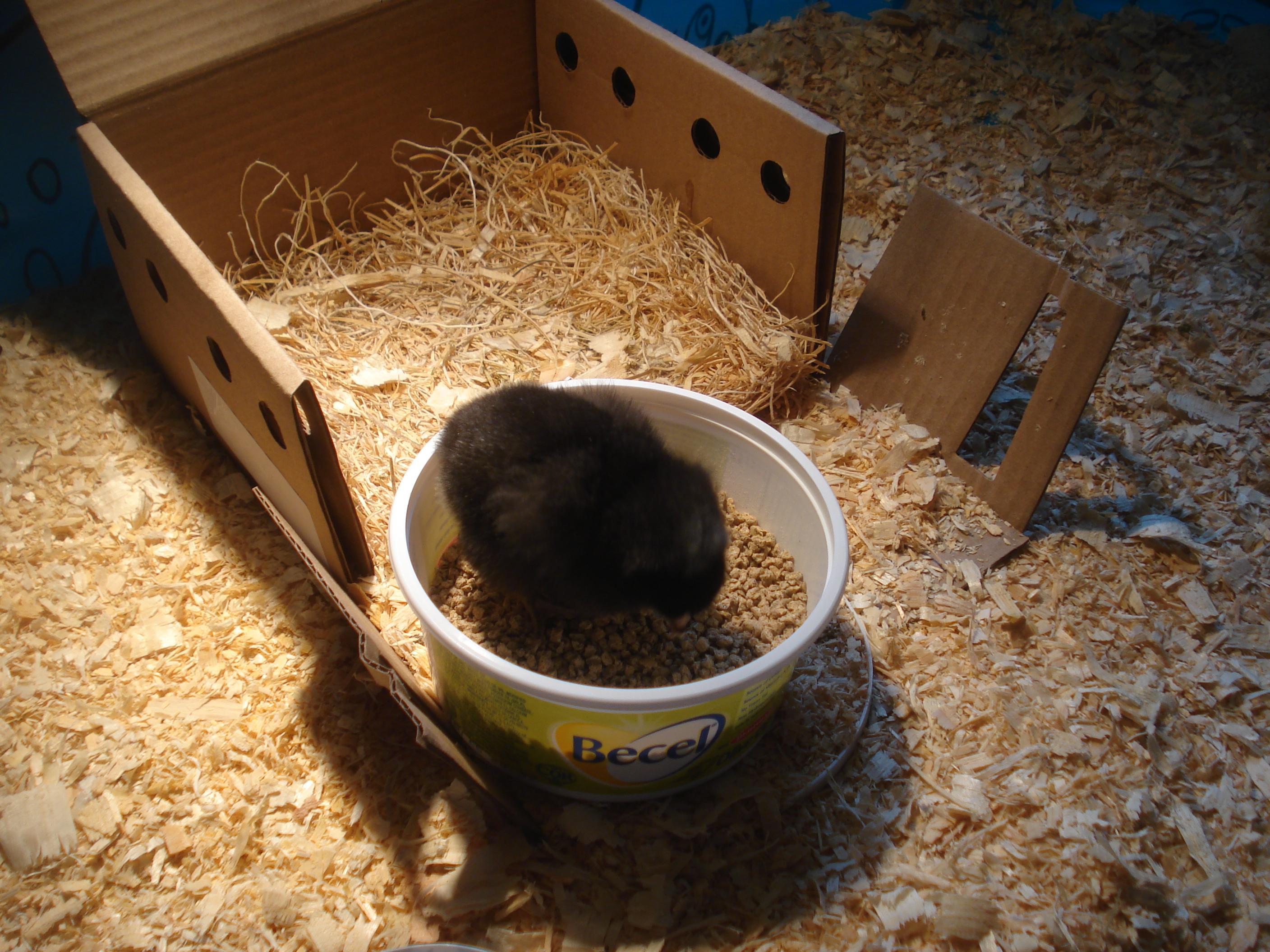 Speckles has been a greedy little chicken, hogging all the food since the day she hatched!