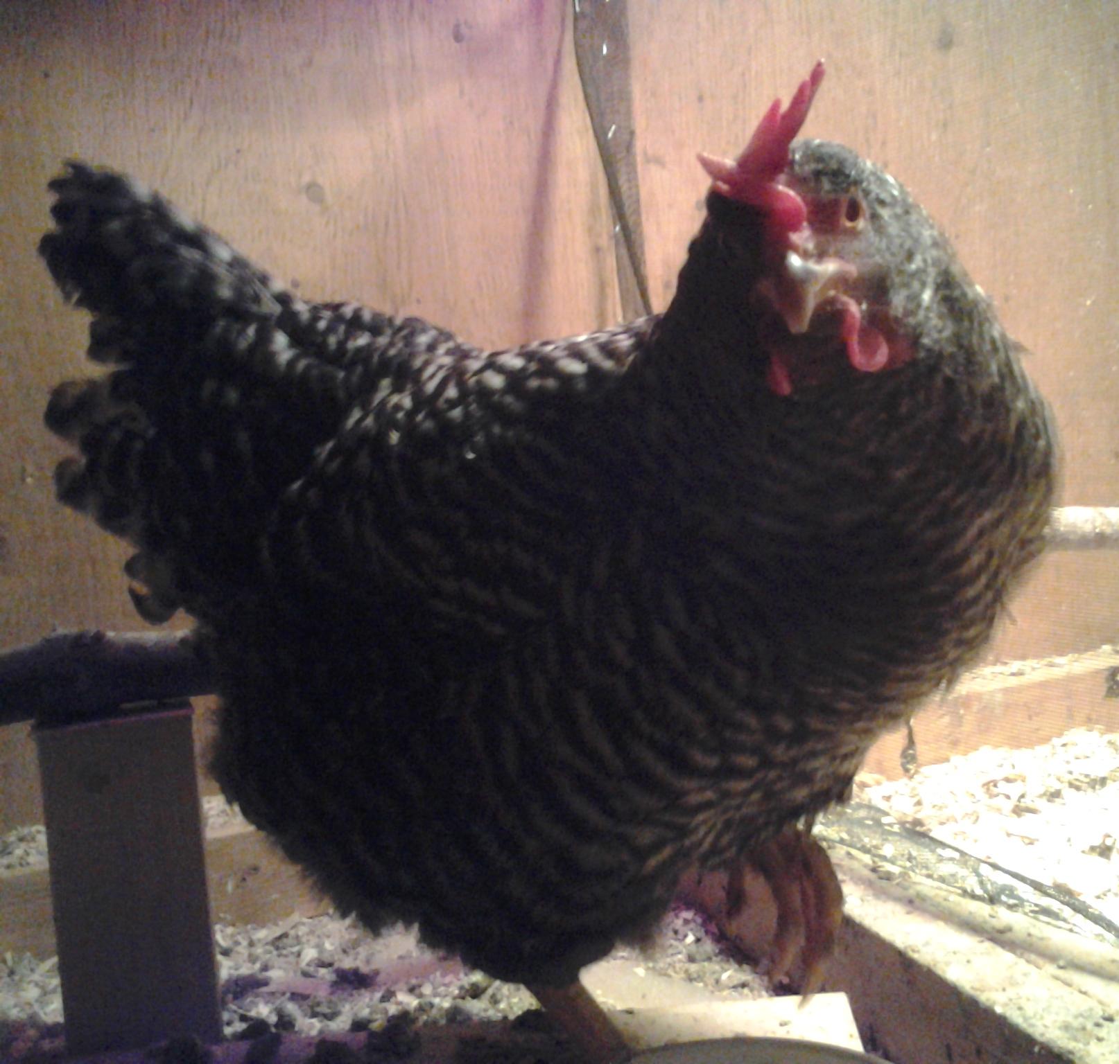 Speckles has pretty, speckled feathers and her comb is very floppy!