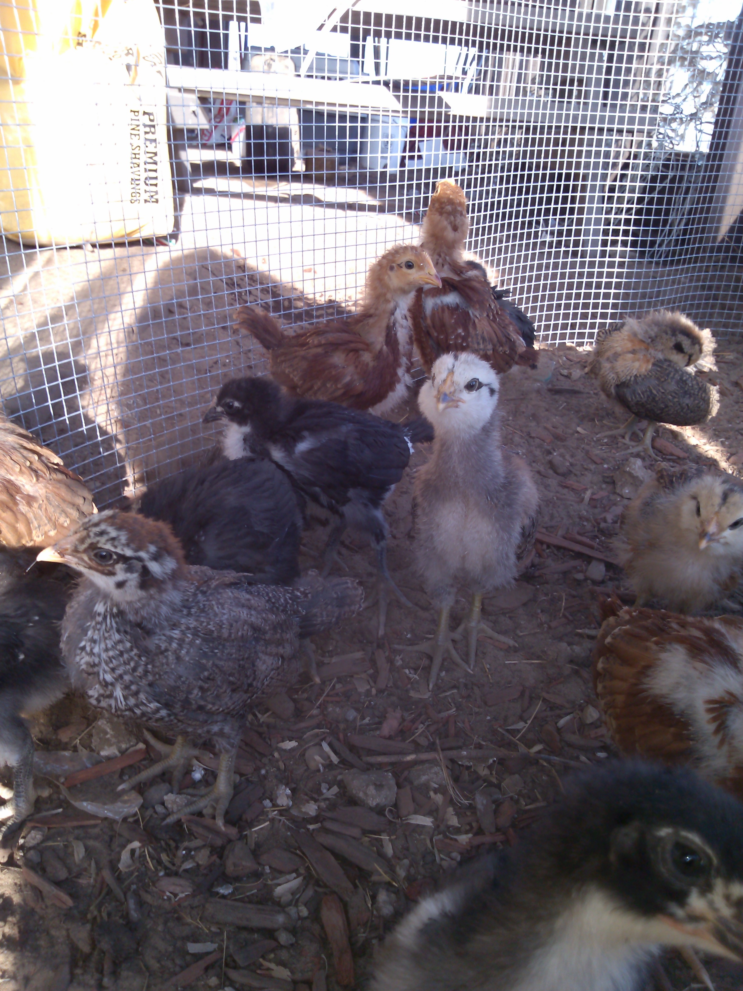 Speckles in the front and owl face photo bomb!