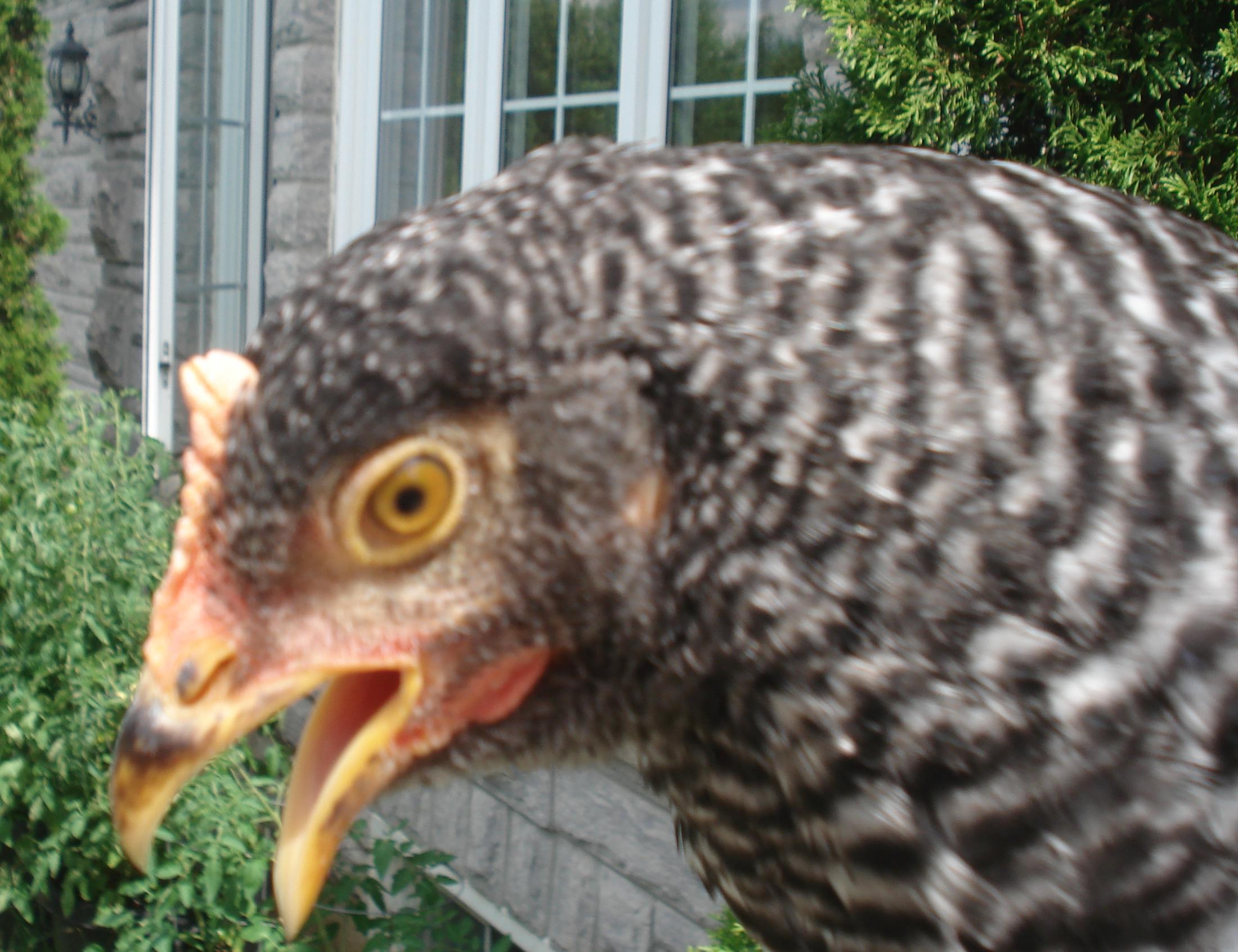 Speckles is calling her sister, Prissy!  ''Almmp!'' is the noise that she makes!