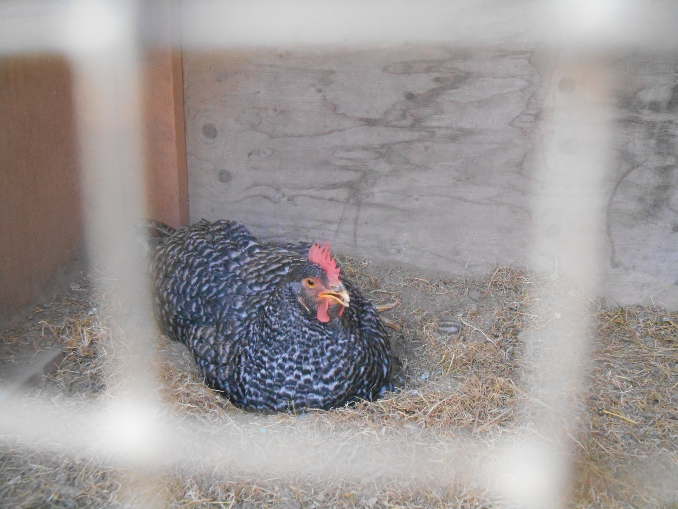 Speckles is having a mud bath!