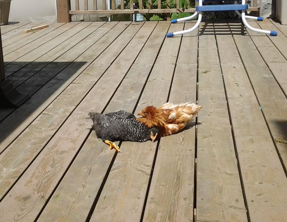 Speckles is having a nice nap under Prissy while they are sunning themselves!