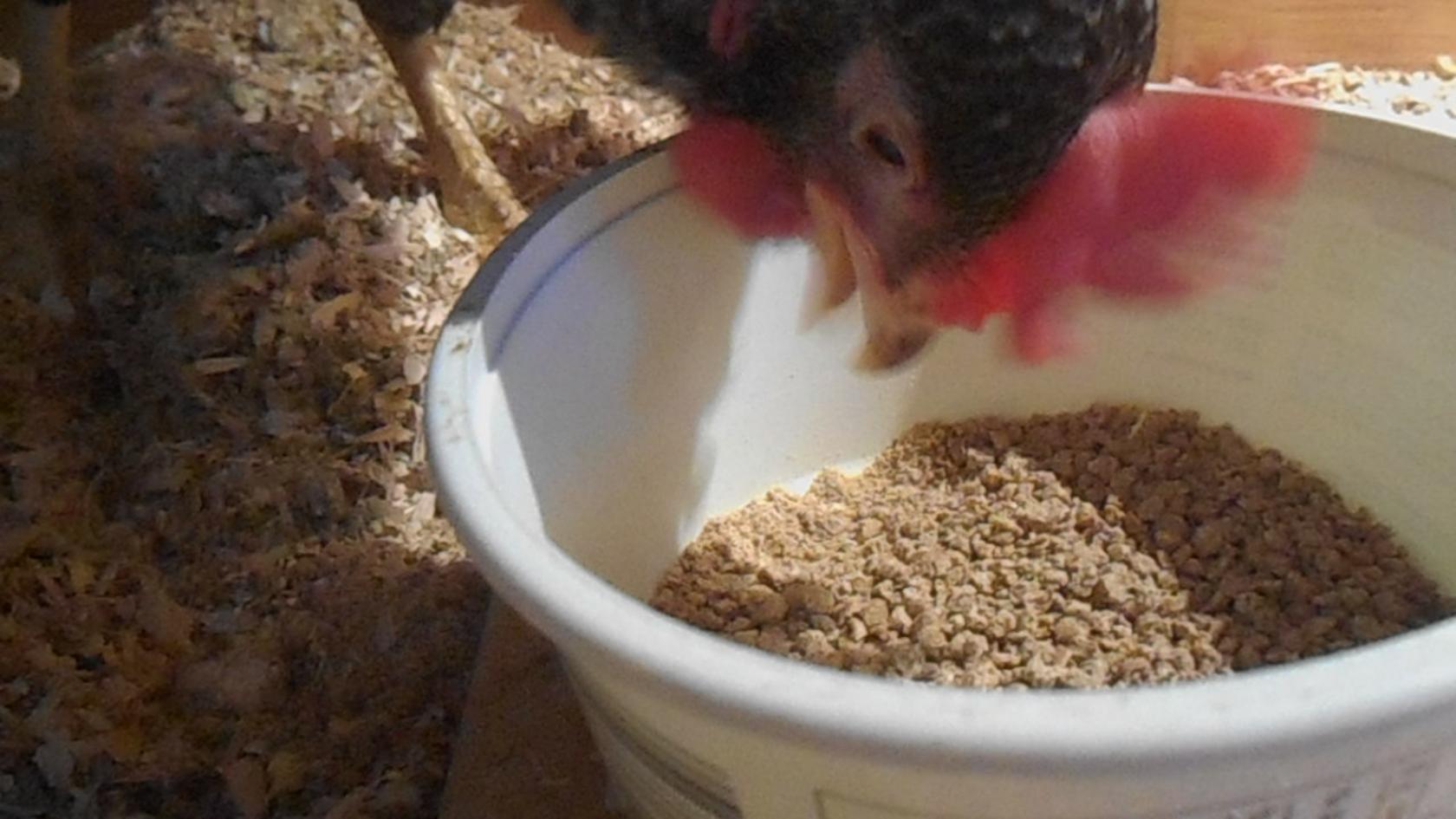 Speckles is hungry!  Eating is her favorite thing to do!  Her second favorite thing to do is jump up and peck her lamp!