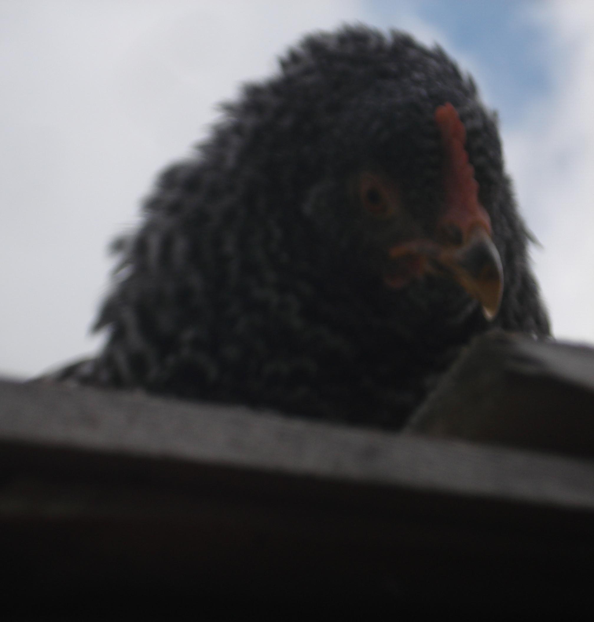 Speckles is ruffling up her feathers.