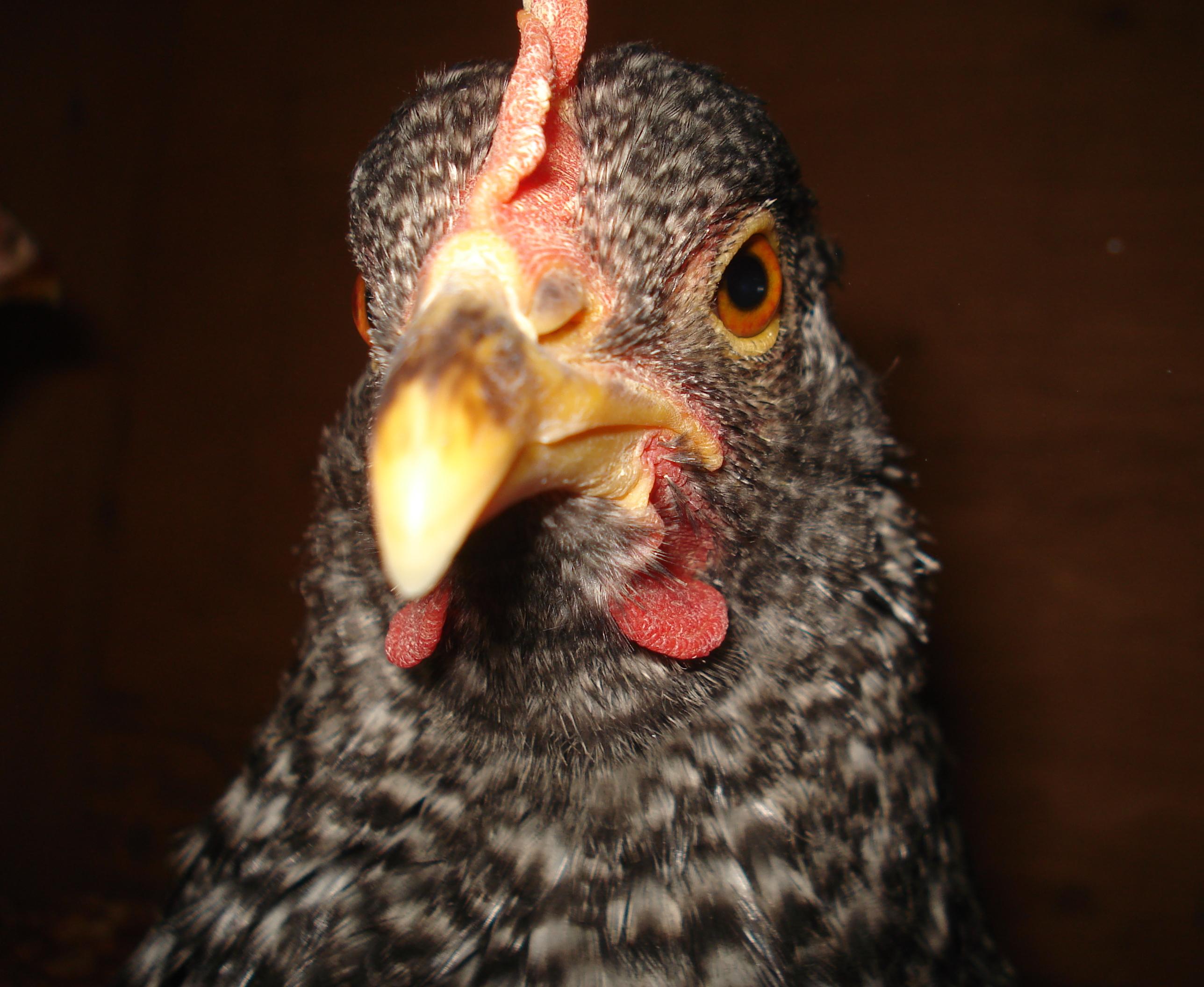 Speckles looks like an eagle in this picture!