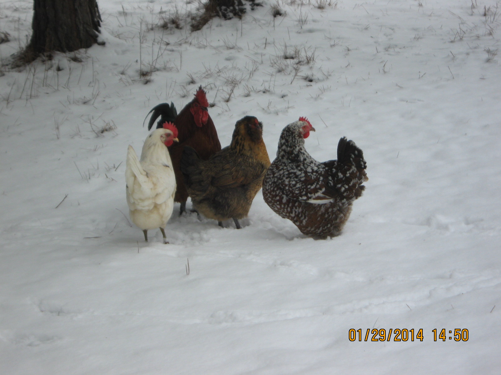 Speckles, Money, Goldie and Gordo....1st time in the snow!
