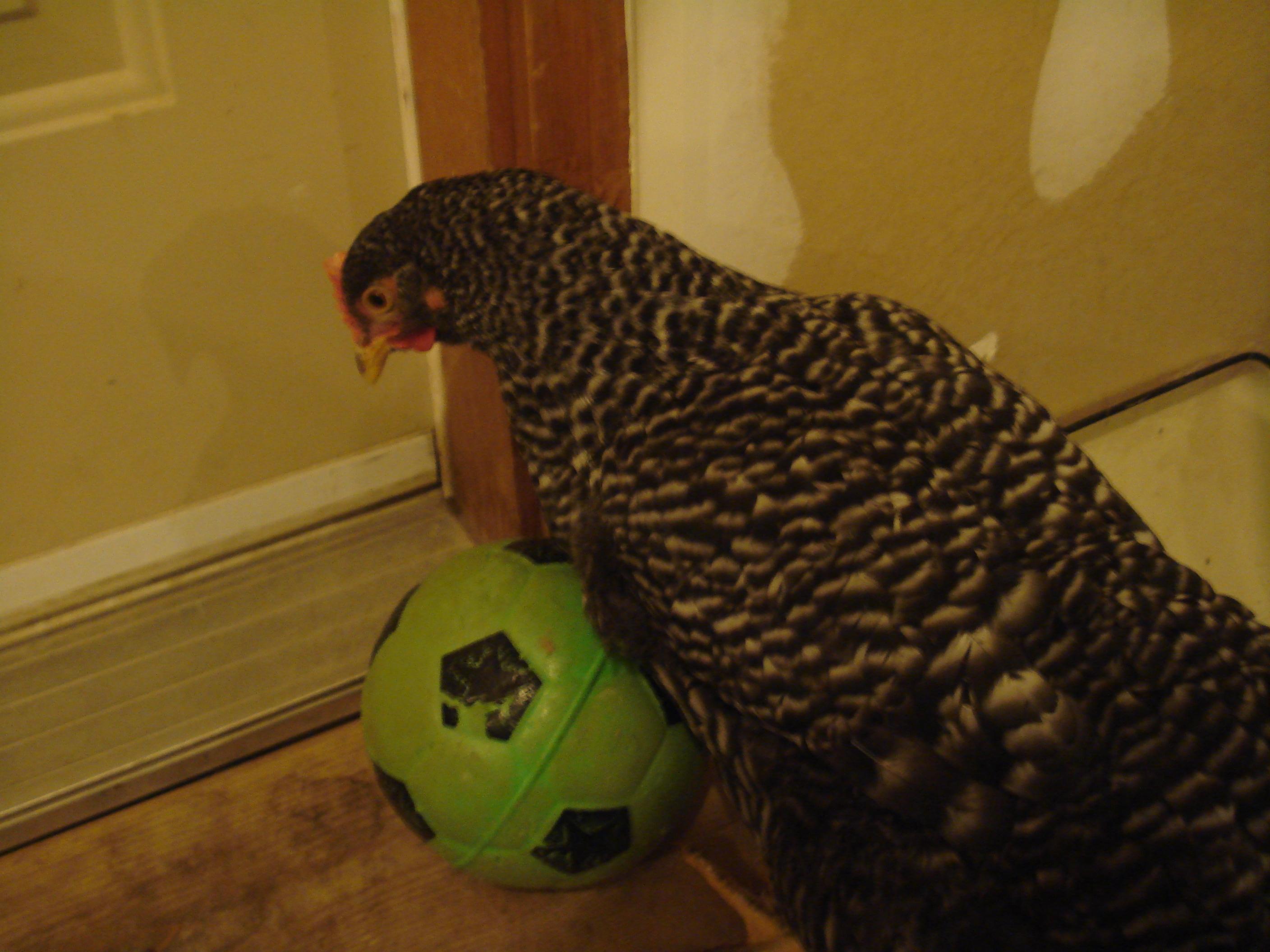 Speckles playing with a light soccer ball!