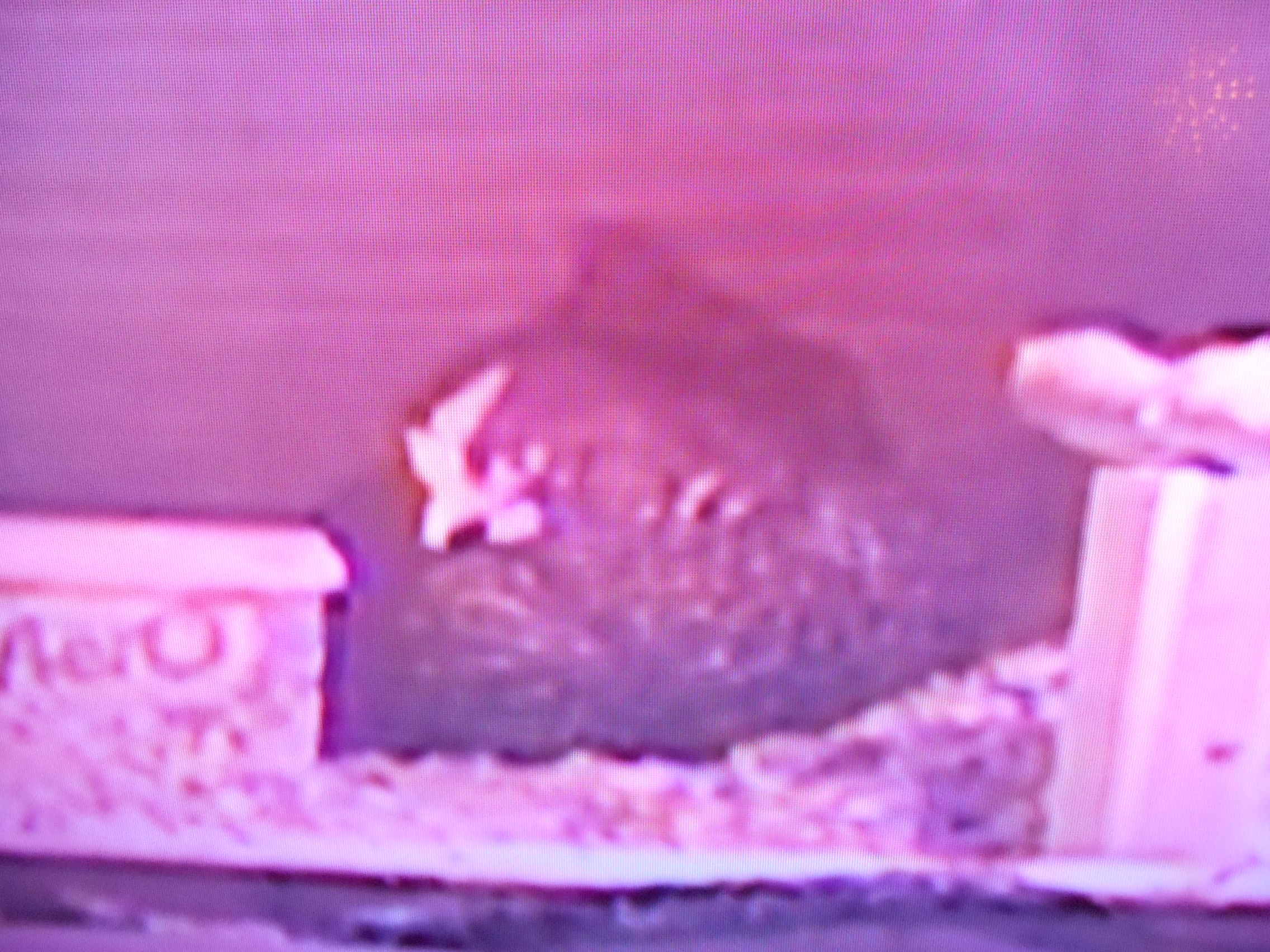 Speckles sleeping in her nest on TV!