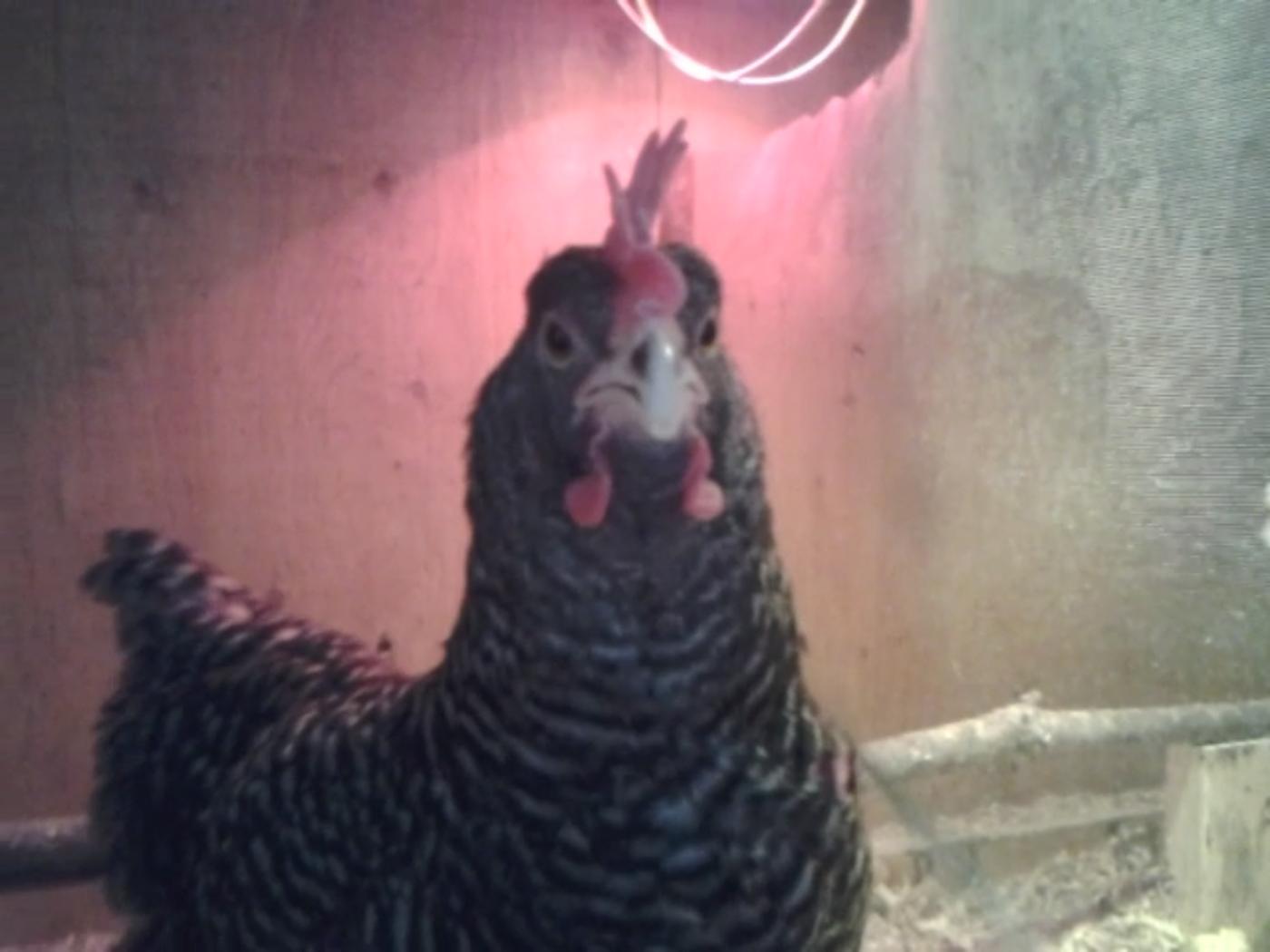 Speckles wants more food!