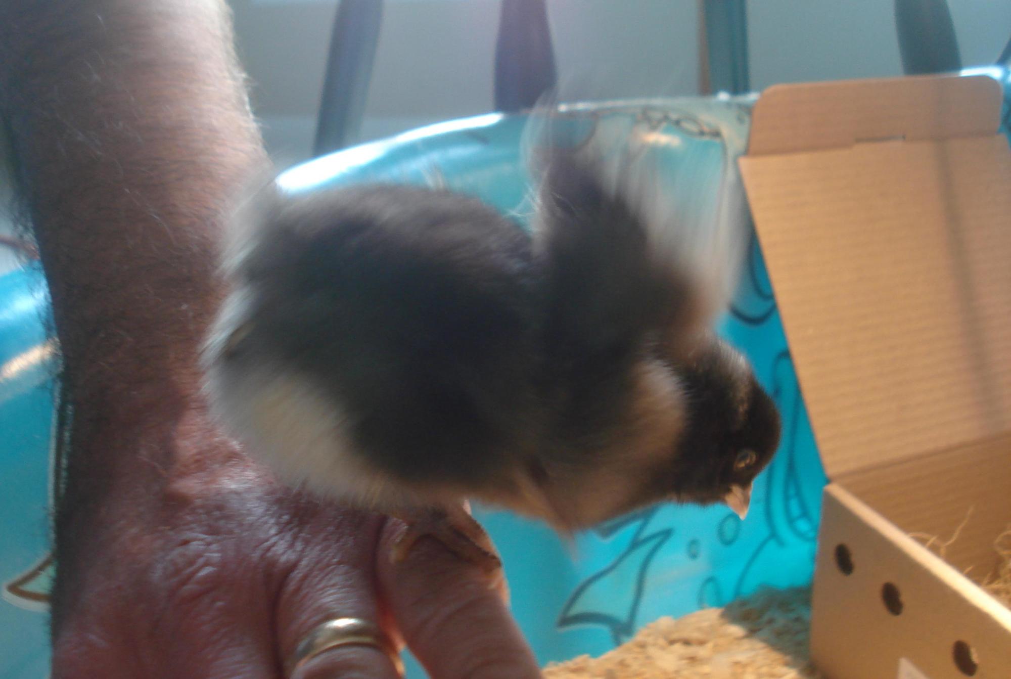 Speckles's first brave little flight!