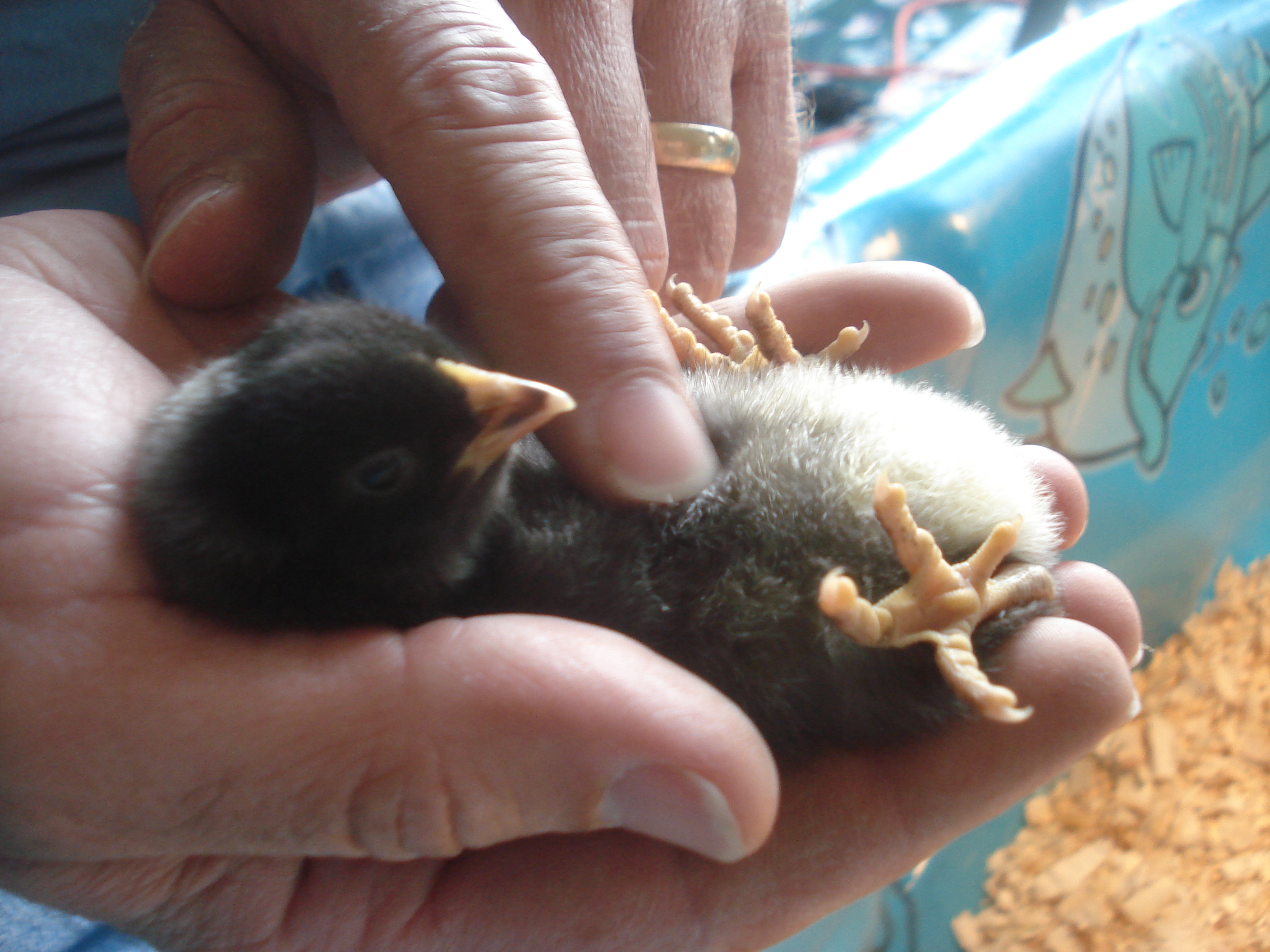 Speckles's tummy being rubbed!