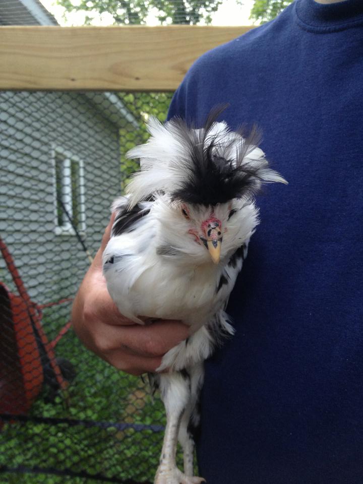 Speck's mohawk is getting out of control haha