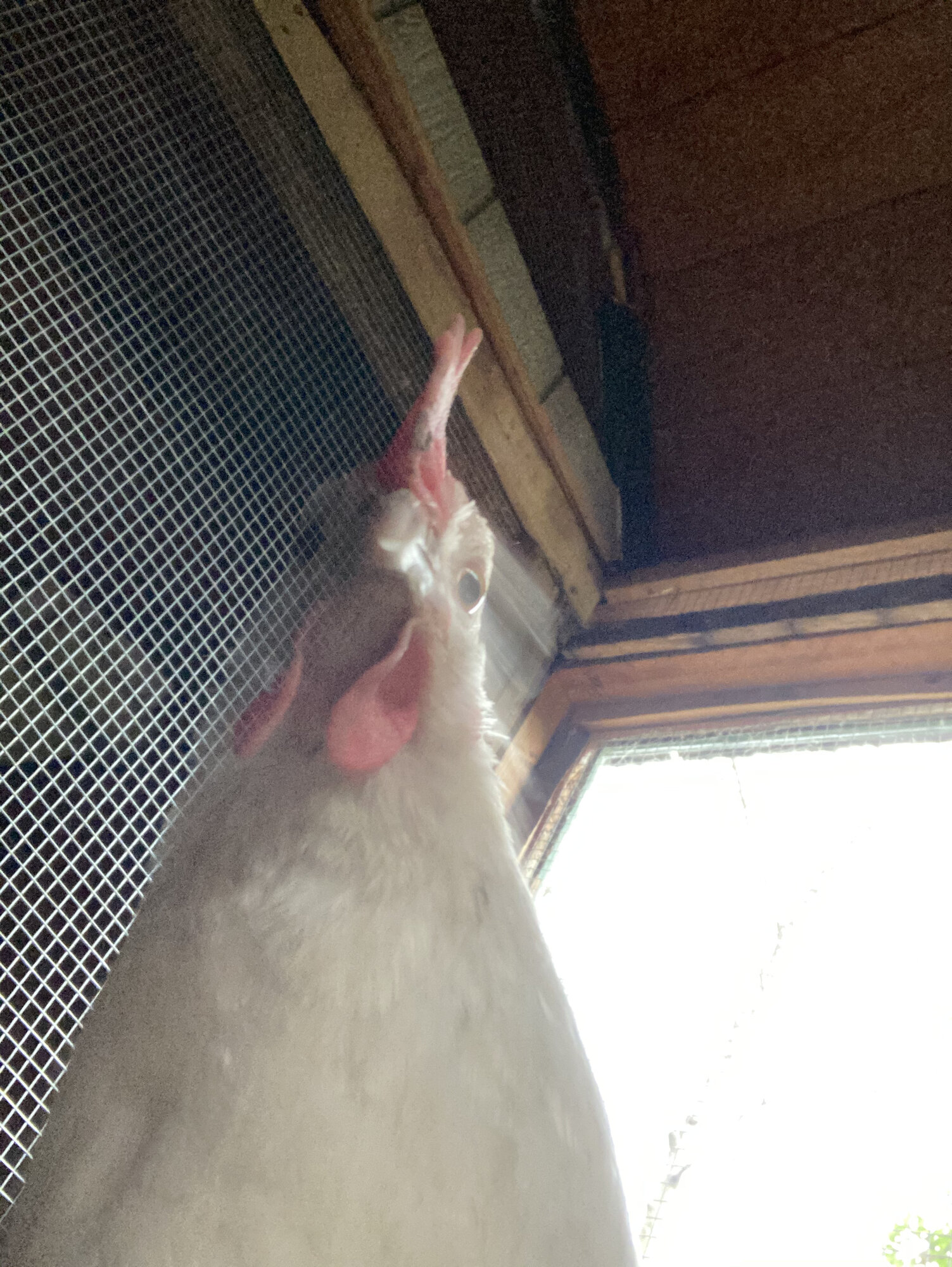 Spectral chicken