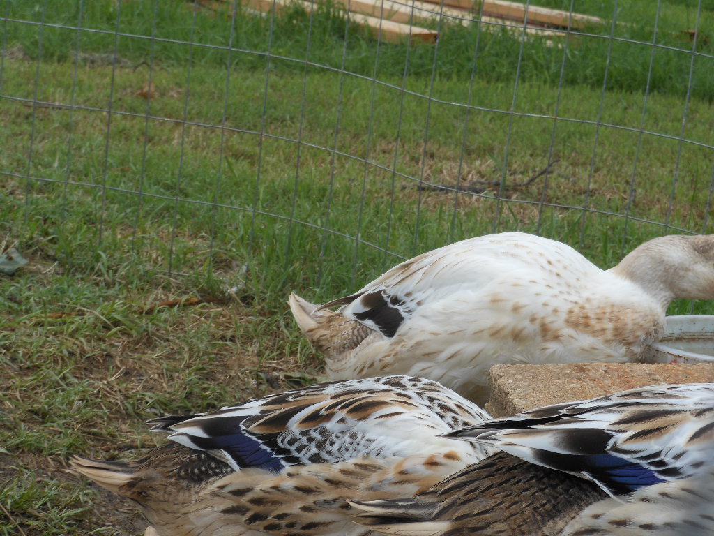 speculum feathers gold and silver phase welsh harlequins