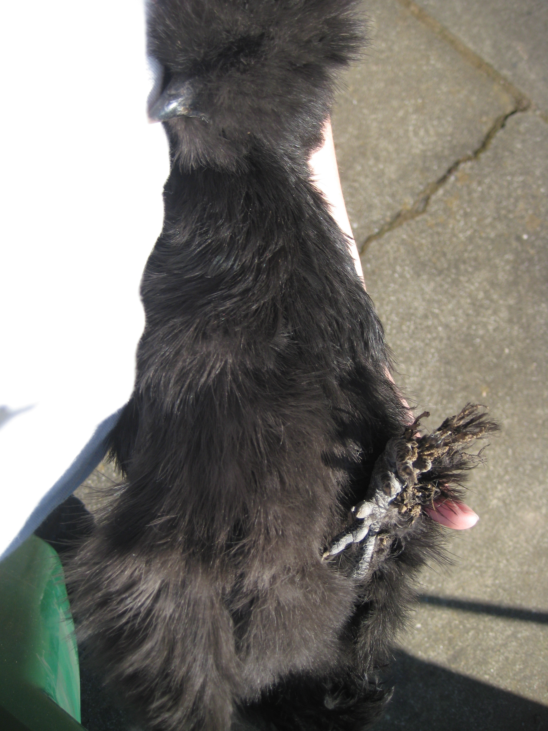 Speedbump is content to be held on her back with her feet in the air sleeping against my belly. She thinks that it's normal.
Speedbump, Black Silkie 12 wks (IDEAL)