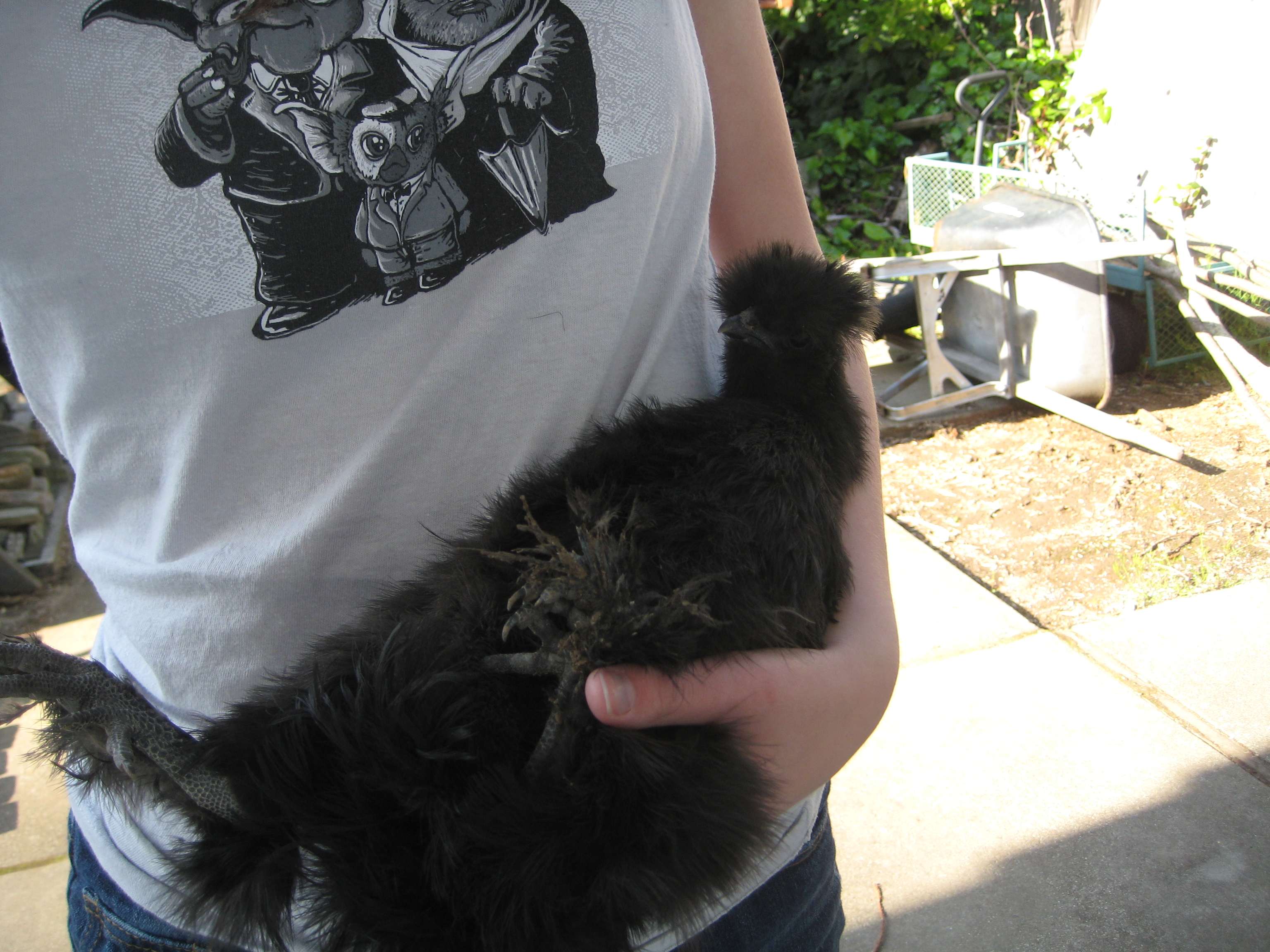 Speedbump is content to be held on her back with her feet in the air sleeping against my belly. She thinks that it's normal.
Speedbump, Black Silkie 12 wks (IDEAL)