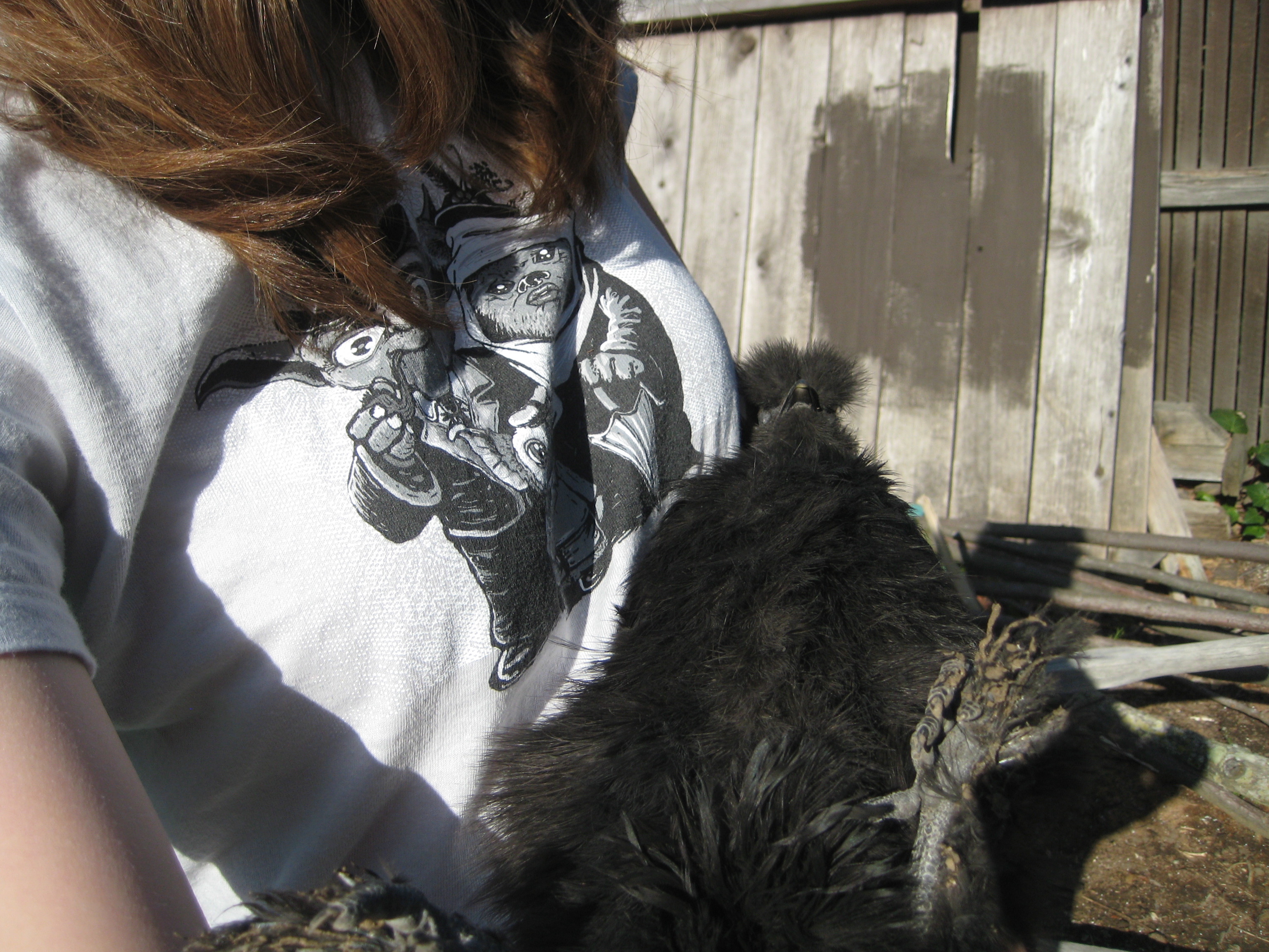 Speedbump is content to be held on her back with her feet in the air sleeping against my belly. She thinks that it's normal.
Speedbump, Black Silkie 12 wks (IDEAL)