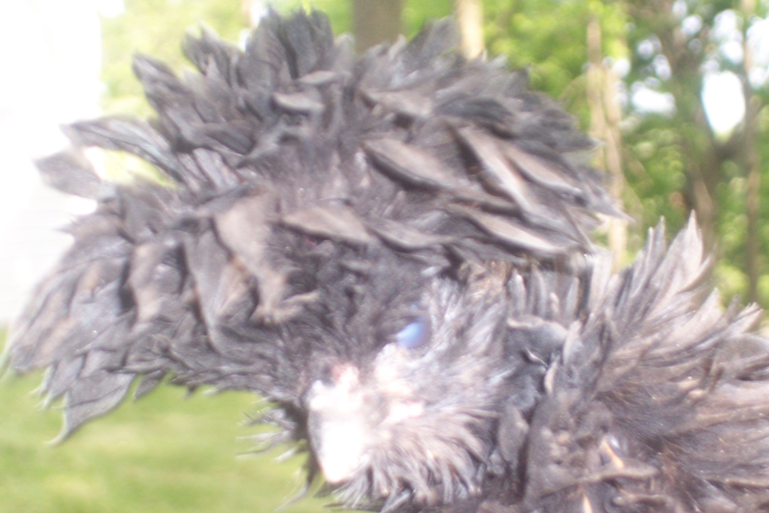 Speedy is my Black Frizzle Polish