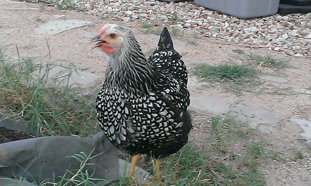 Speedy - SLW - Miss Fast and Furious - the fastest chook in town.