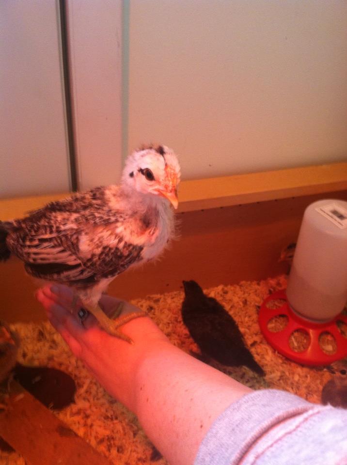 Spencer jr My youngest sons chick