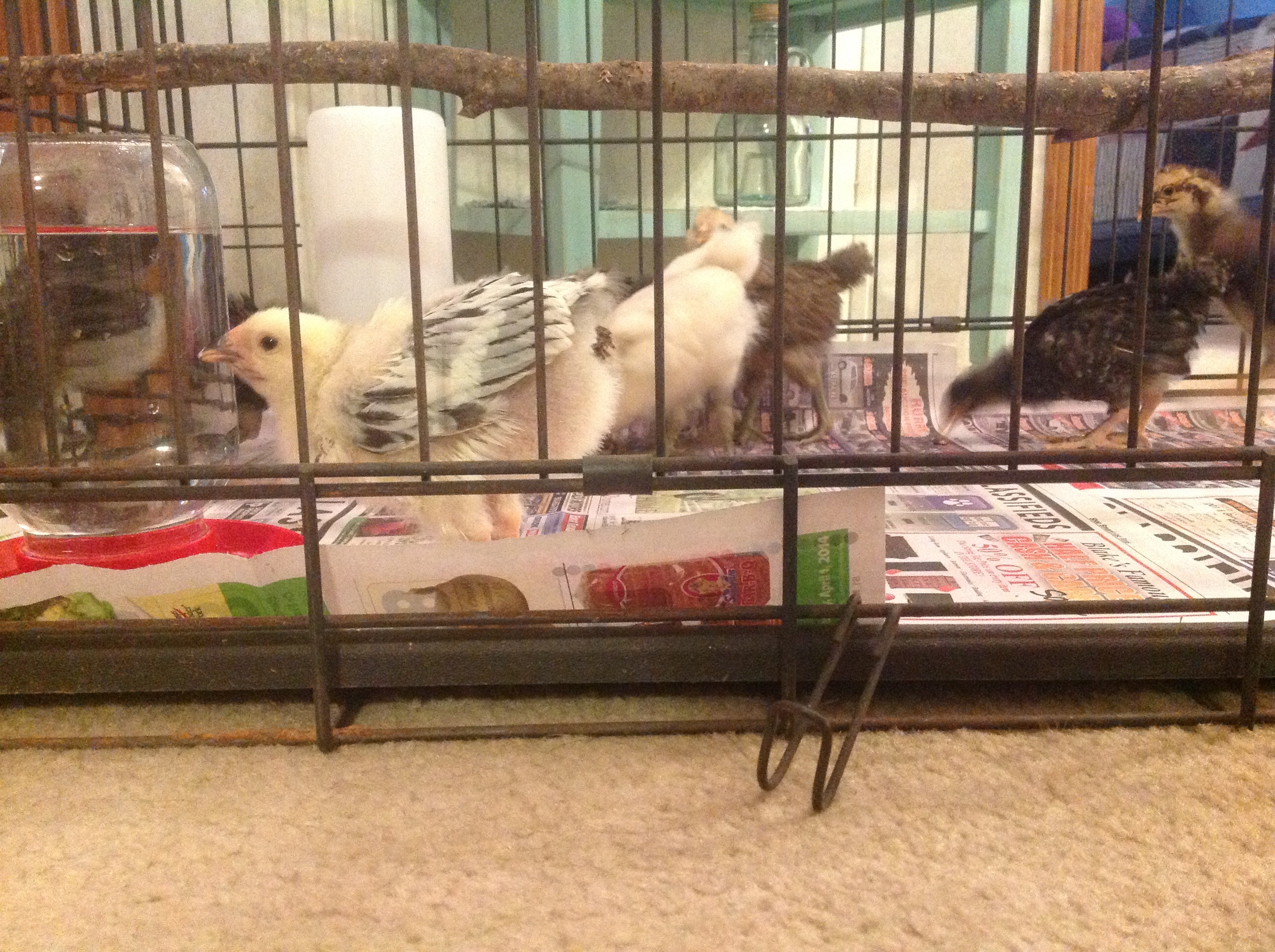 Spending time in dog kennel while momma cleans out brooder
