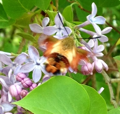 Sphinx Moth (we call it a humming bee). Photo taken at Lac du Bonnet, Manitoba, Canada.