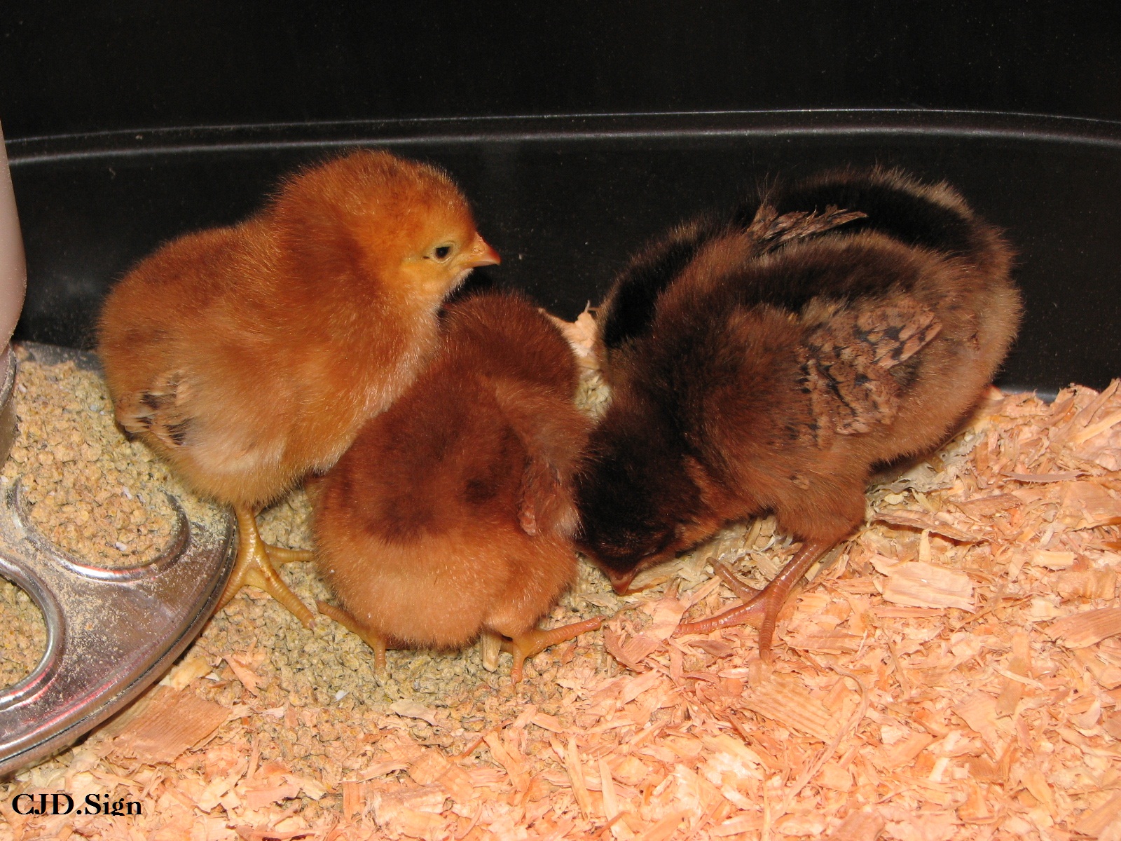 Spice, Burn & Flapper getting a wormy treat!