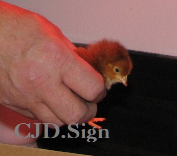 Spice going into the brooder.