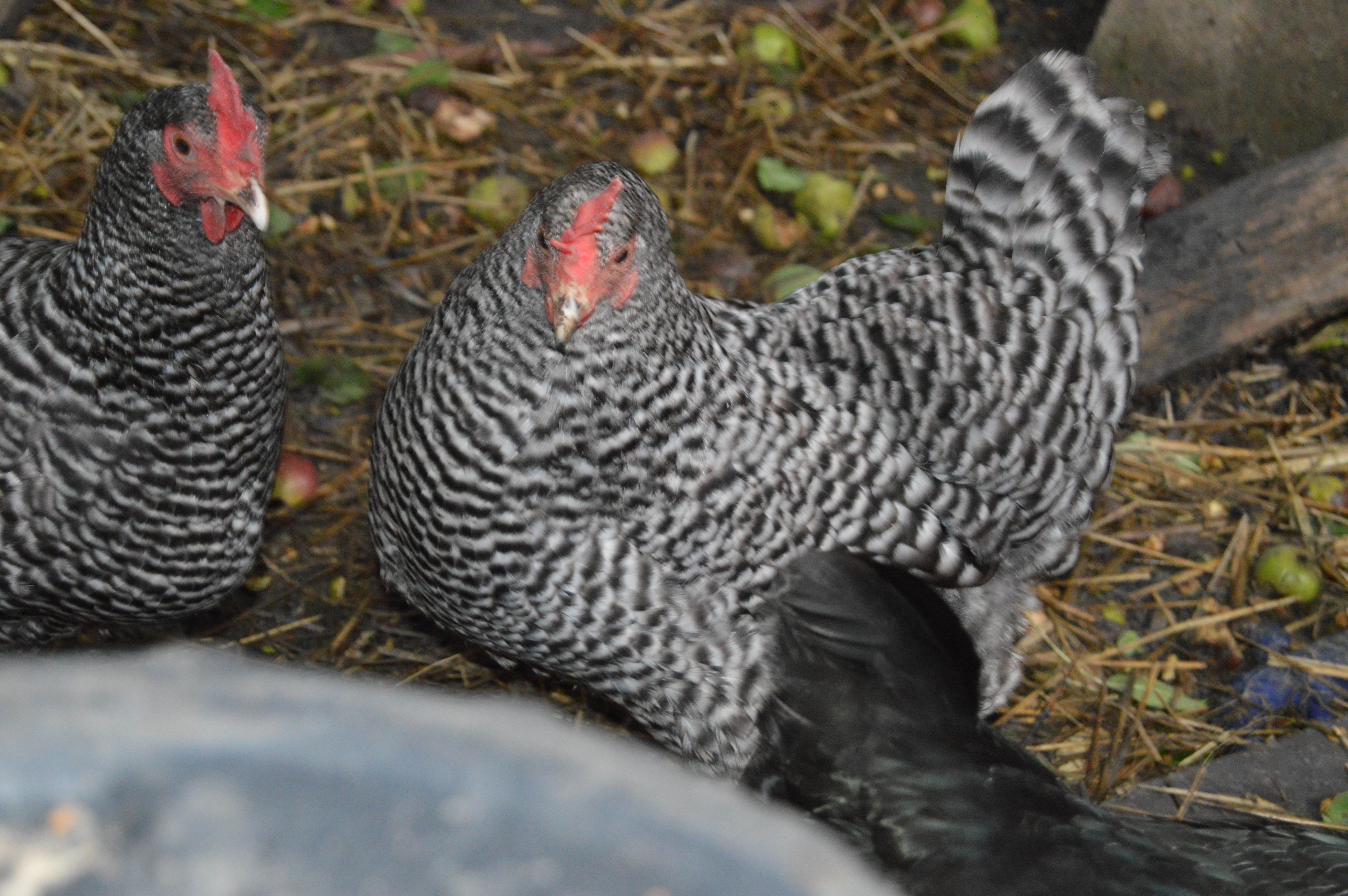 Spicy spot is darker than Dos