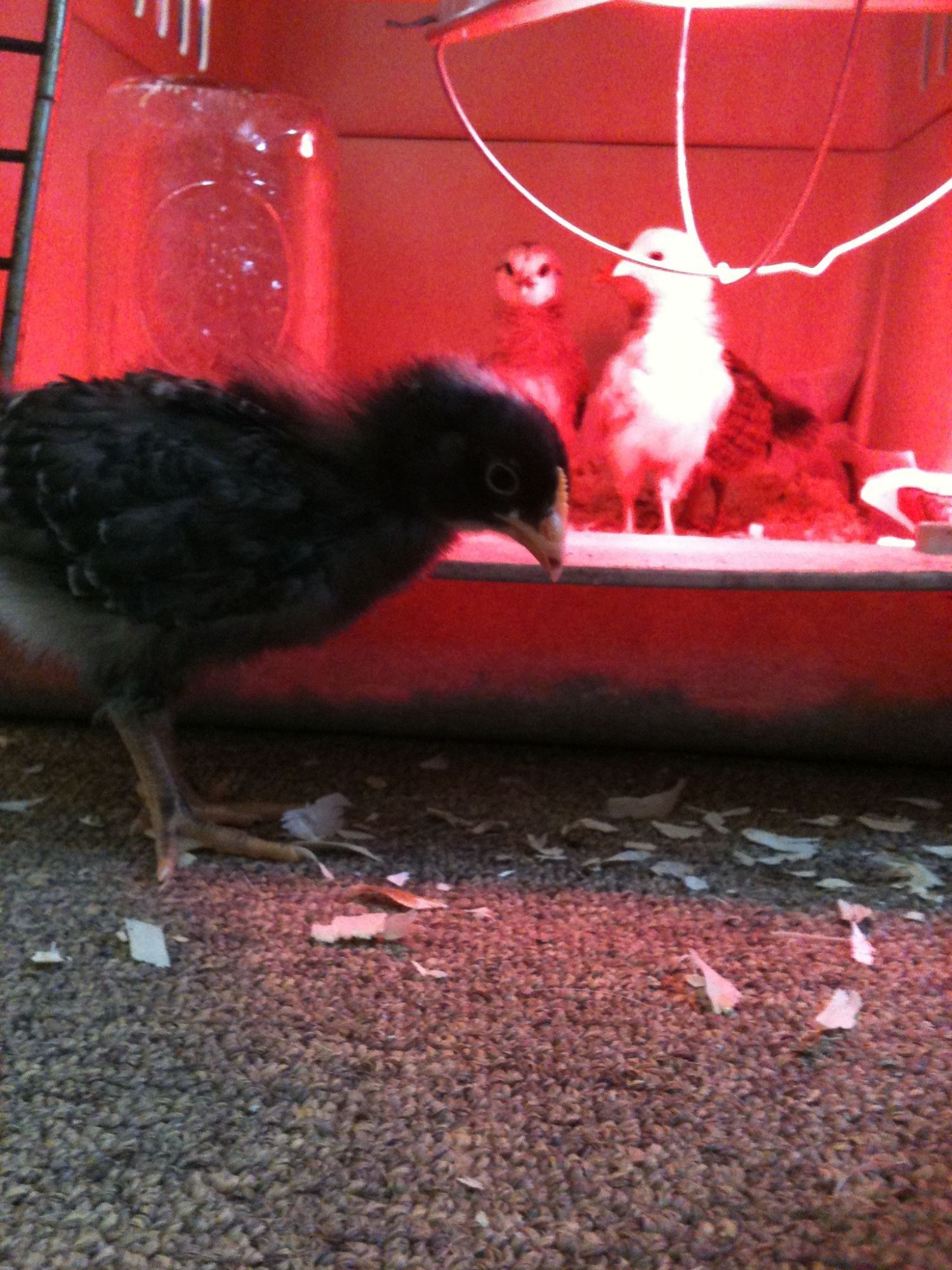 Spike (the only barred rock) is the bravest of the four. The others are very curious, though!