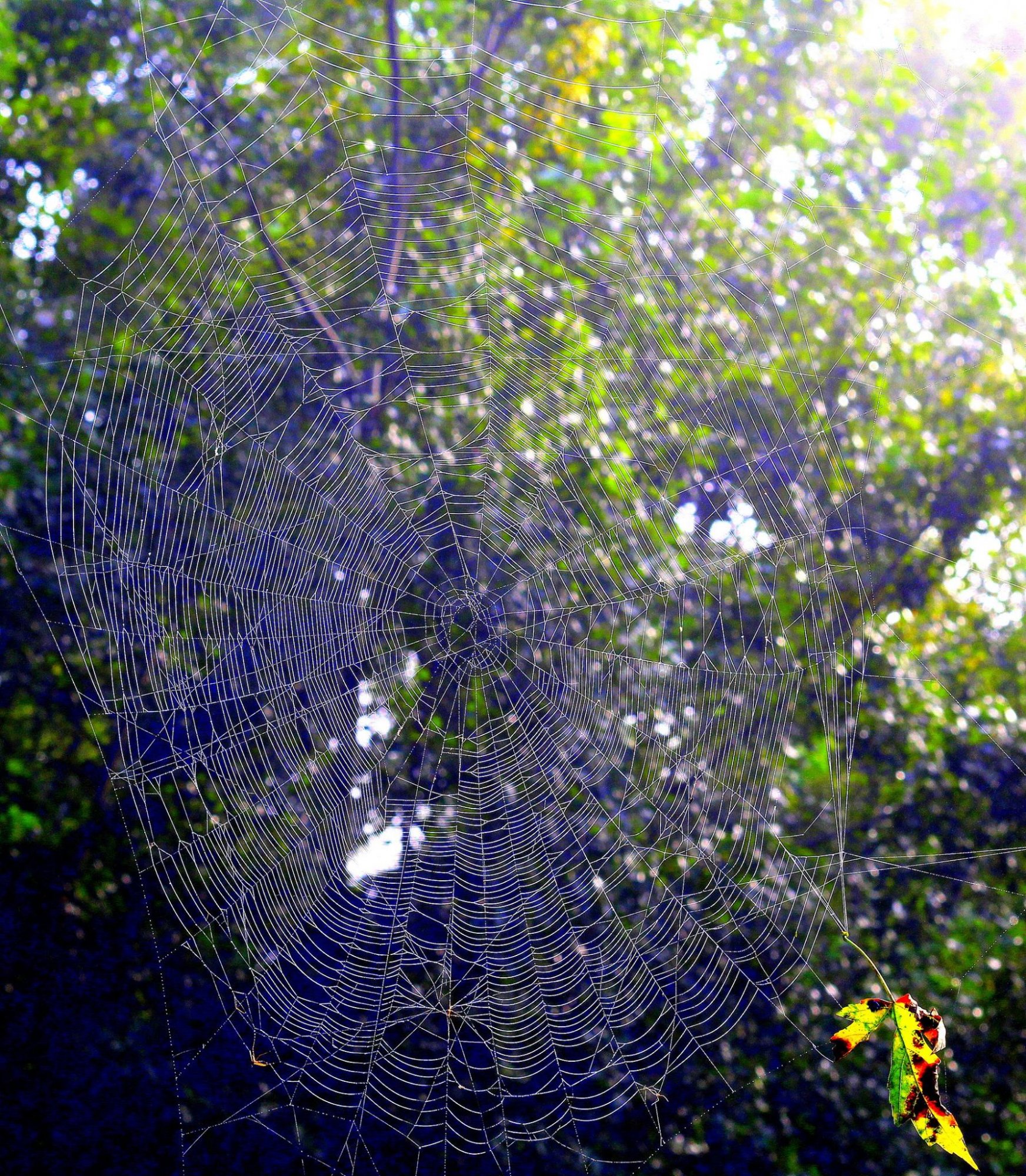 Spin-Spin-Spin...that Web