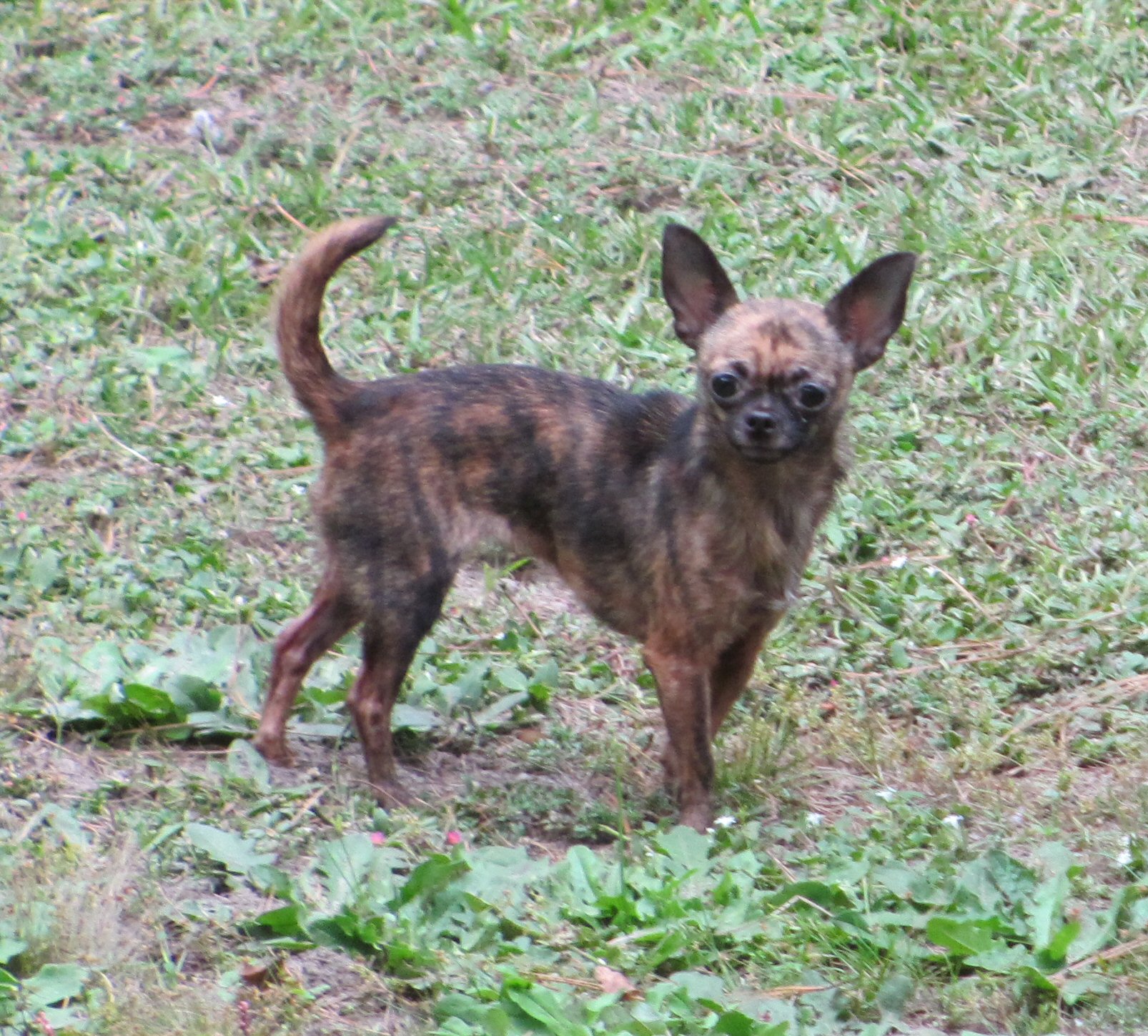 SpitFire my chihuahua.